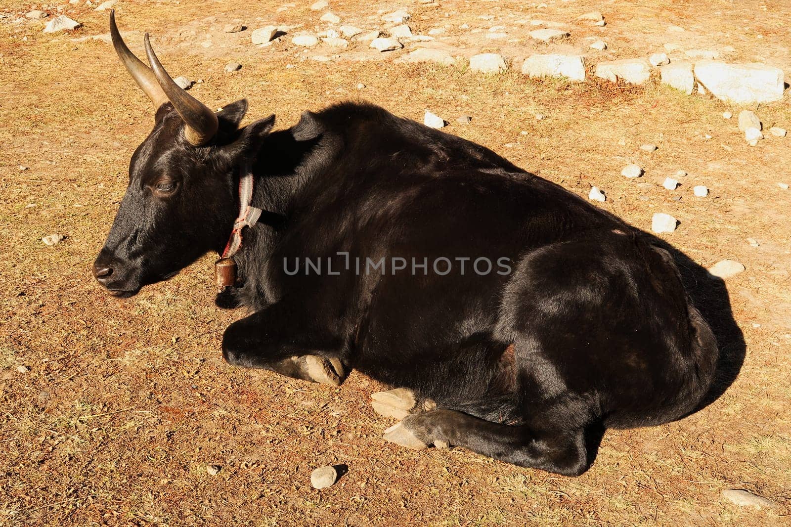 A black yak is sunbathing, relaxing, sleeping in the sun, Dingboche village, Mount Everest Base Camp Trek, EBC, Nepal 2022