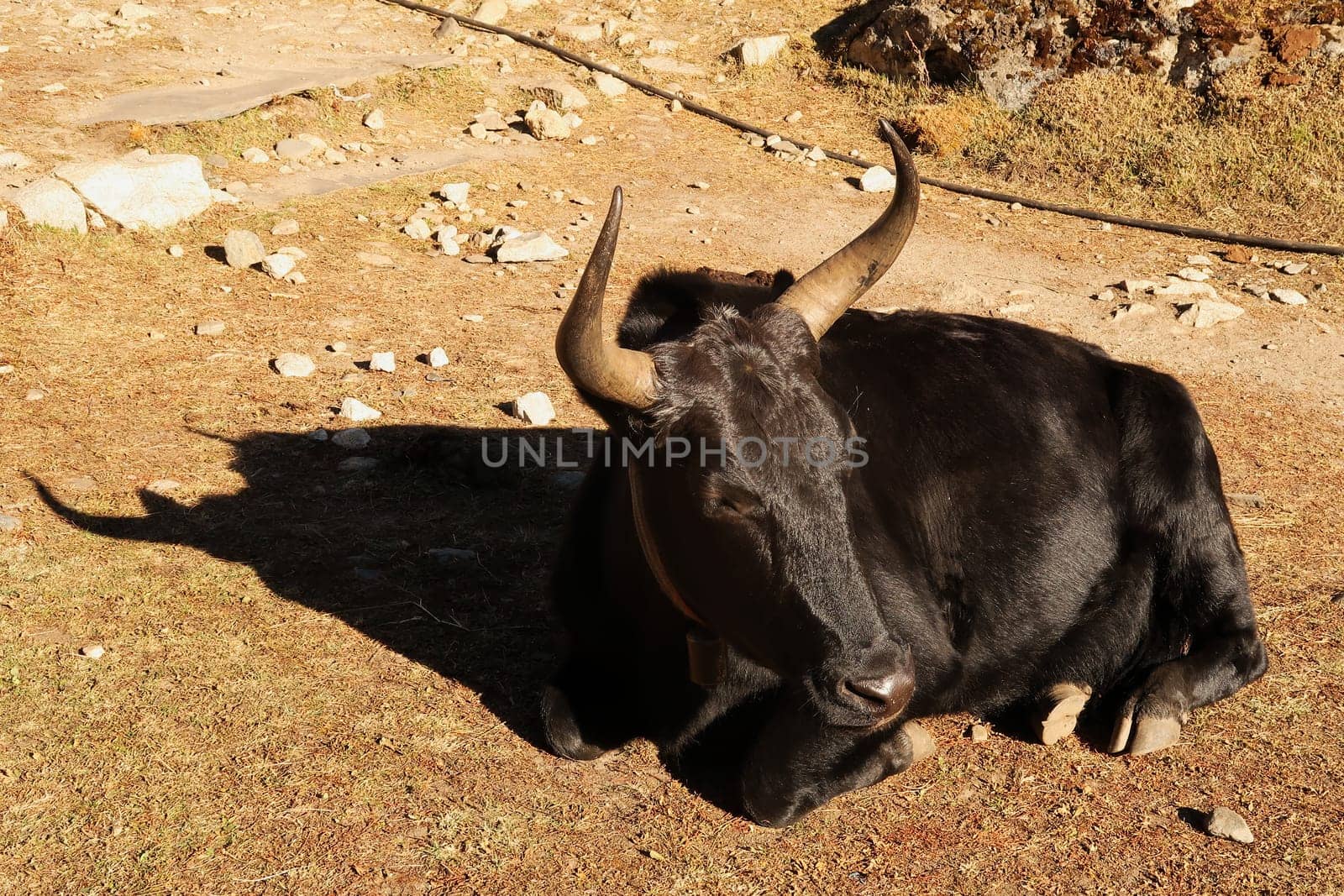 A black yak is sunbathing, relaxing, sleeping, resting in the sun, Dingboche village, Mount Everest Base Camp Trek, EBC, Nepal 2022