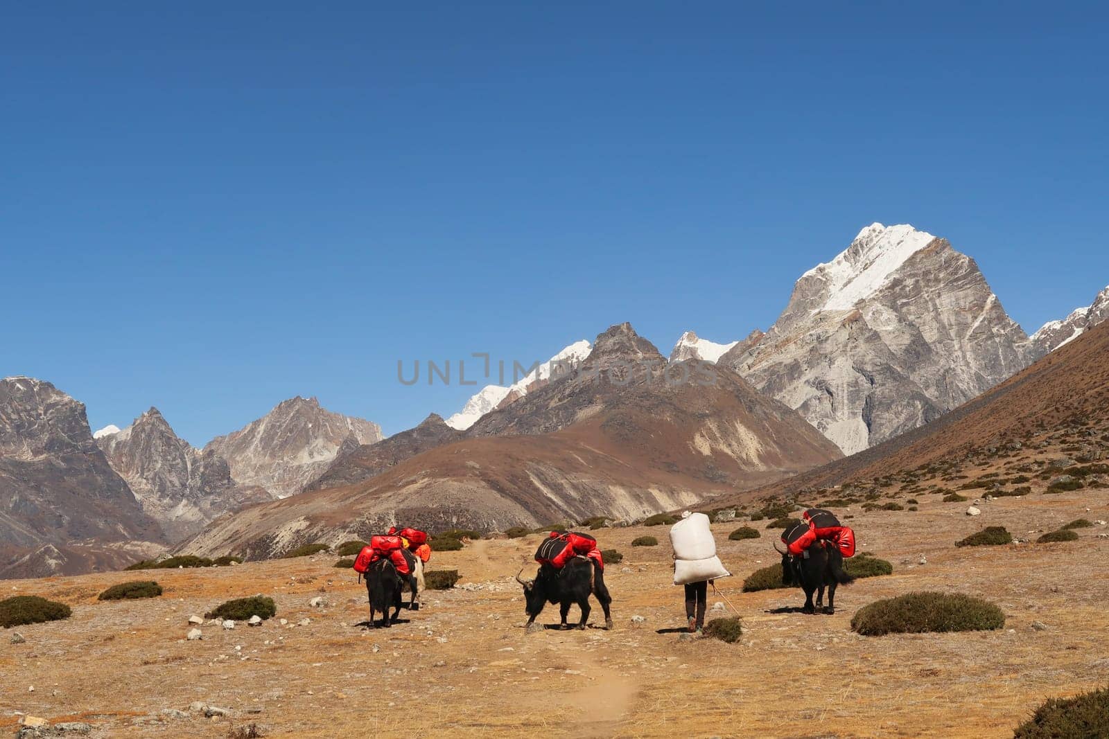 Yaks and a porter carrying luggage, freight, goods on a meadow in front of Mount Lobuche, between Dingboche and Thukla, Mount Everest Base Camp Trek, EBC, Nepal 2022