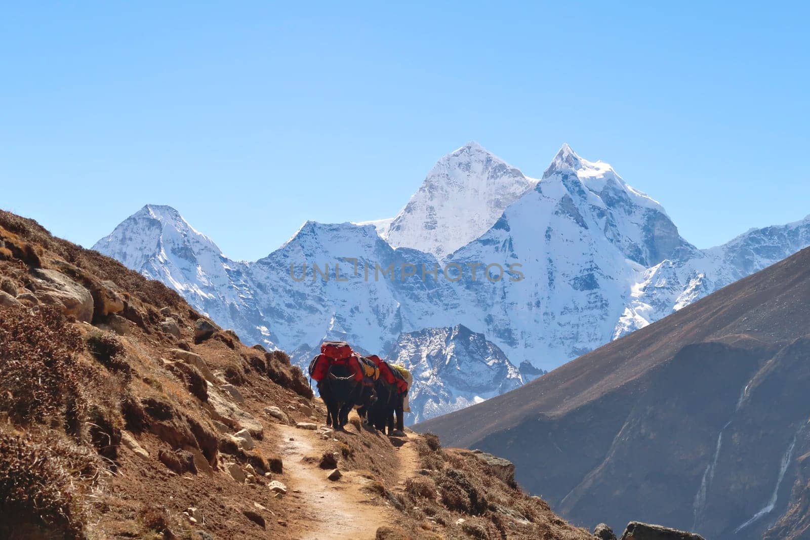 Yaks loaded with heavy luggage walking up the trail from Dingboche village towards Thukla in front of Mount Kangtega and Thamserku, Mount Everest Base Camp Trek, EBC, Nepal 2022