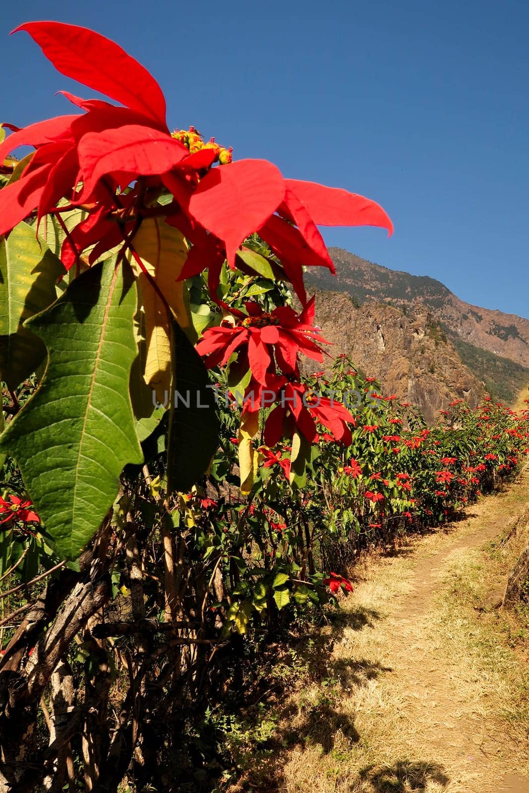 A hedge of bright red Poinsettia flowers on the trail between Chamje and Chamche village and Tal village, Annapurna Circuit Trek, Nepal 2022