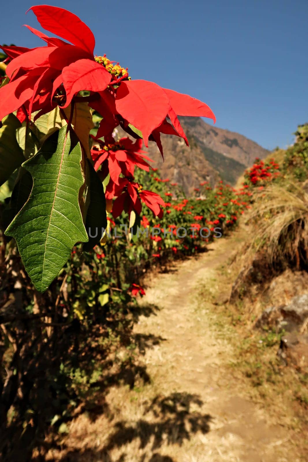A hedge of wild Poinsettia flowers of intense, bright red color on the trail between Chamje and Chamche village, Annapurna Circuit Trek, Nepal 2022