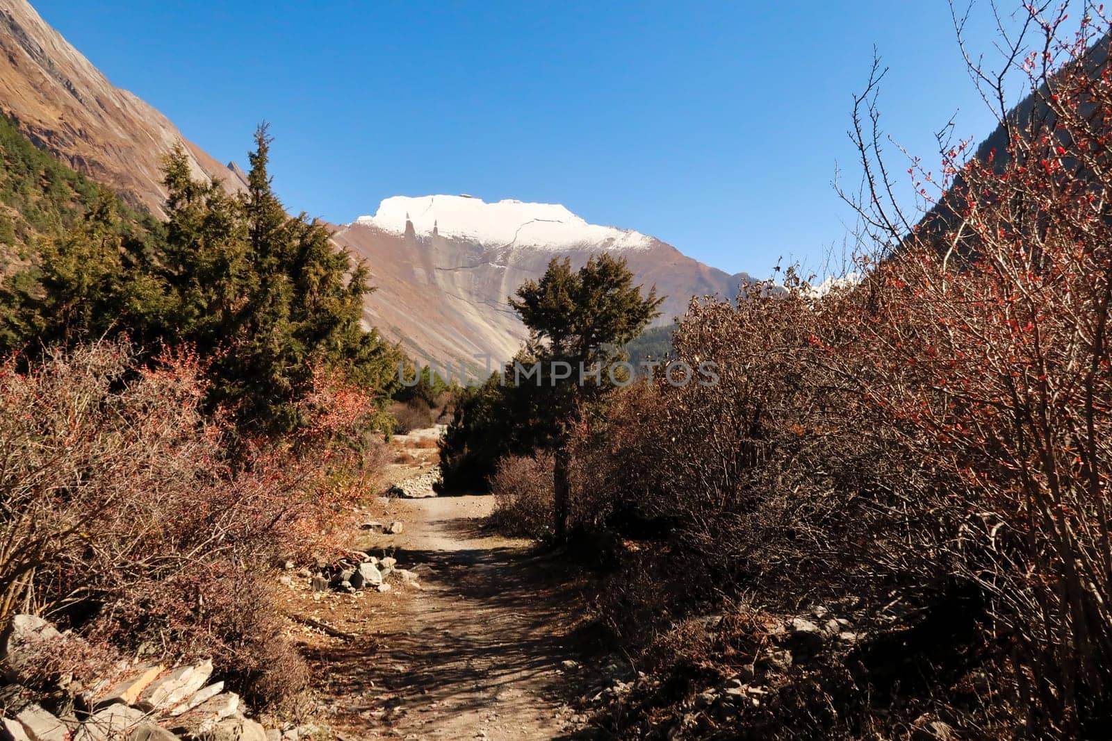 On the trail between Dhukur, Dhikur Pokhari and Upper Pisang looking back, the smooth western rock face of Paungda Danda, the Great wall of Pisang behind high altitude vegetation, Annapurna Circuit Trek, Nepal 2022