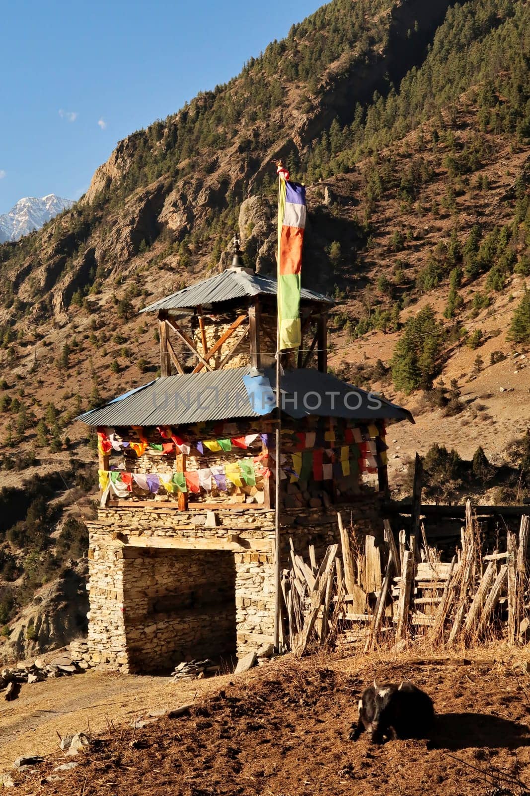 Entrance gate, stupa into Upper Pisang, coming from Lower Pisang, decorated with colorful prayer flags, a cow resting in the foreground, Annapurna Circuit Trek, Nepal 2022