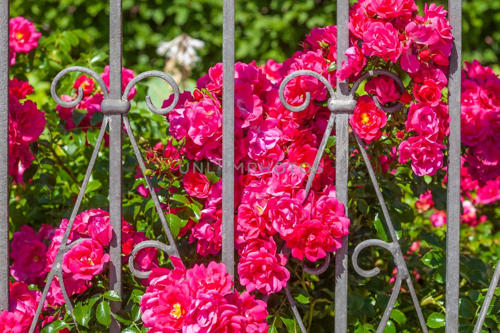Decorated metal garden fence with red roses, Germany