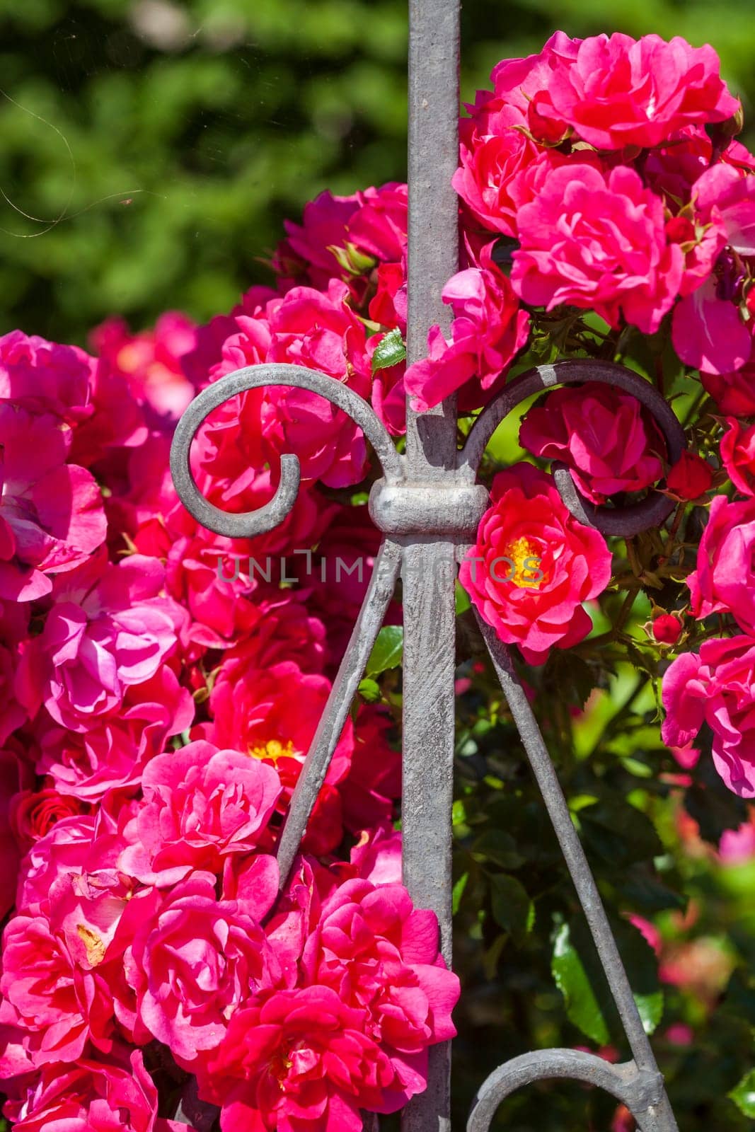 Decorated metal garden fence with red roses, Germany