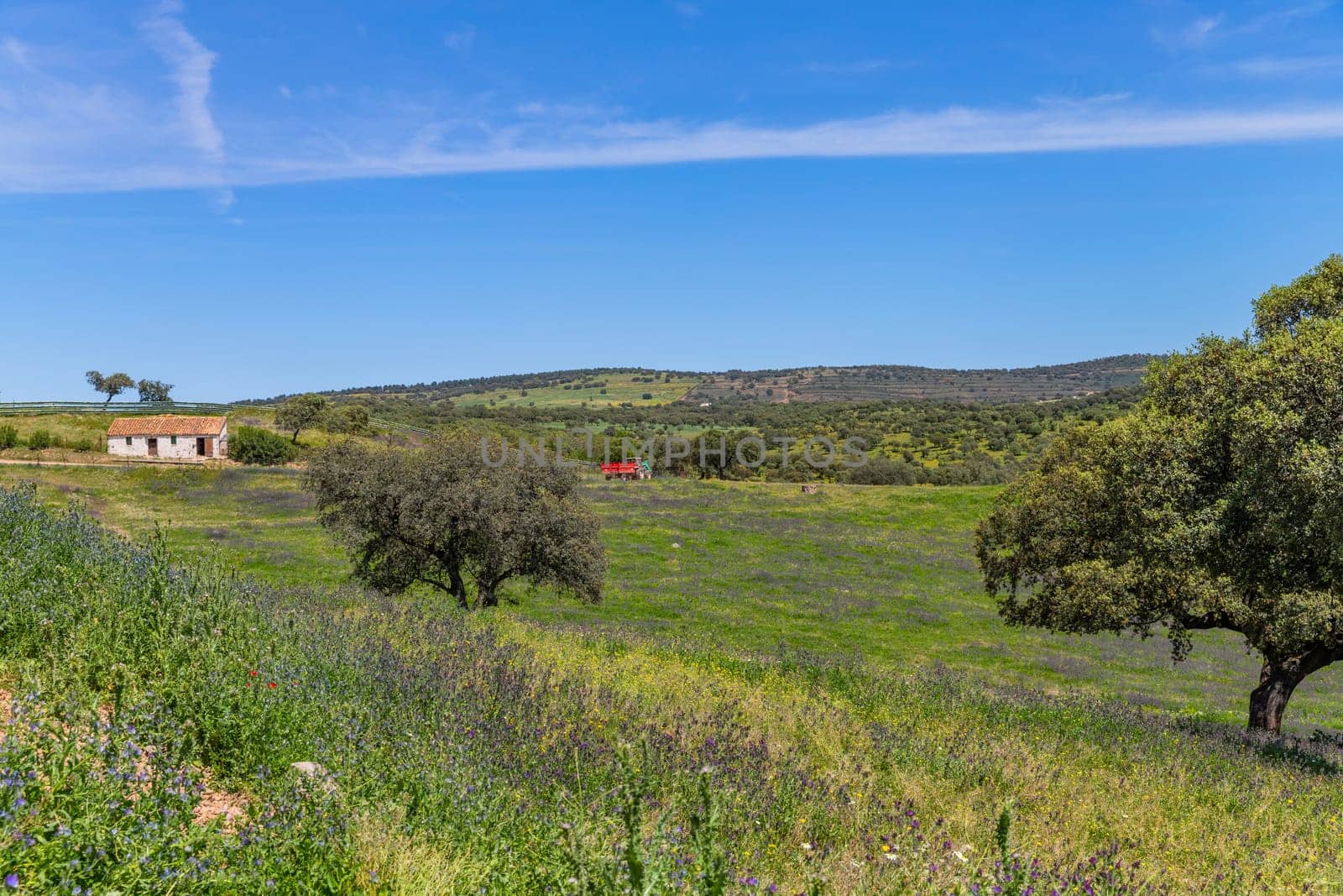 A farm with wild plants and trees outside Granada, Andalucia, Spain