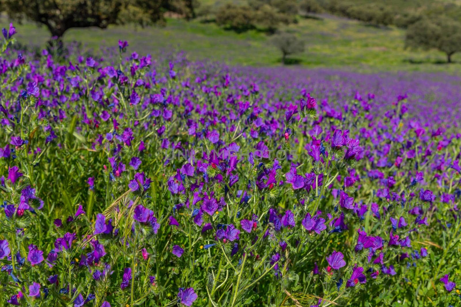 Viborera (Echium vulgare). Purple flowers in a field outside Granada, Andalucia, Spain