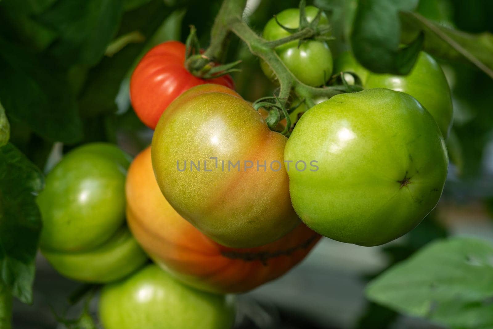 the beautiful tomatoes on the bush