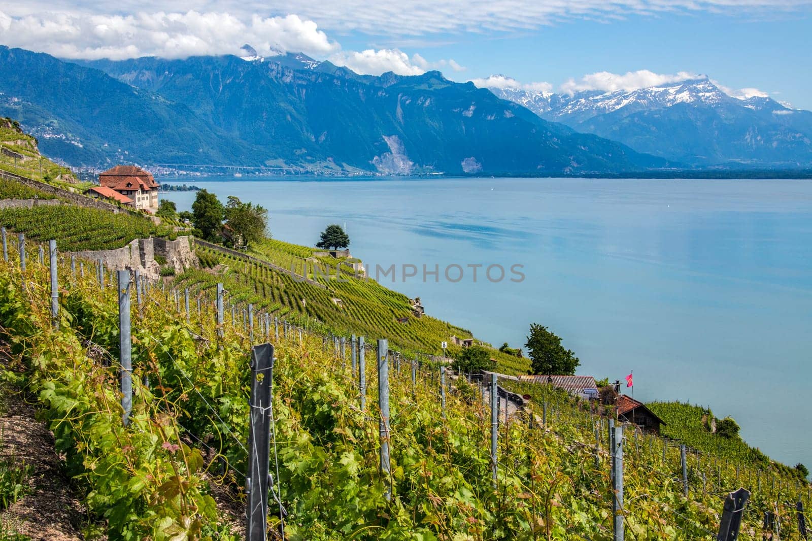 Vineyards near the town of Morges on the north shore of Lake Geneva in the Vaud canton in Switzerland.