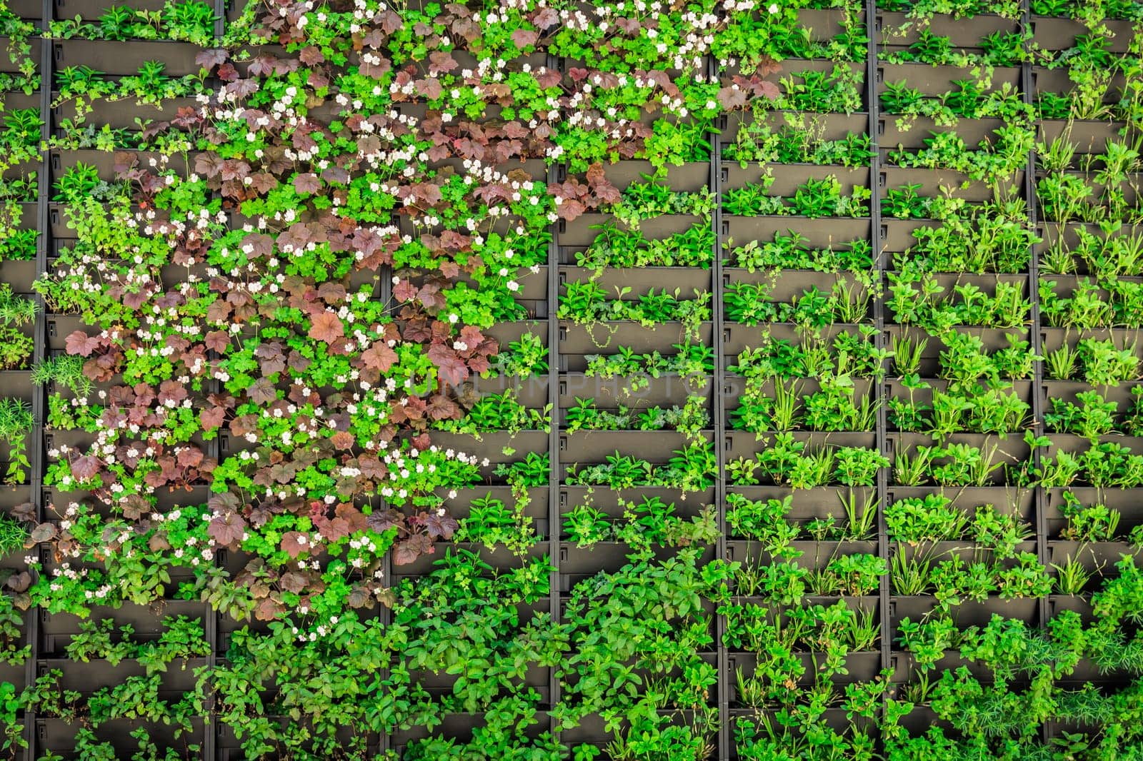 Artificial vertical green garden decoration on the wall, vertical urban gardening