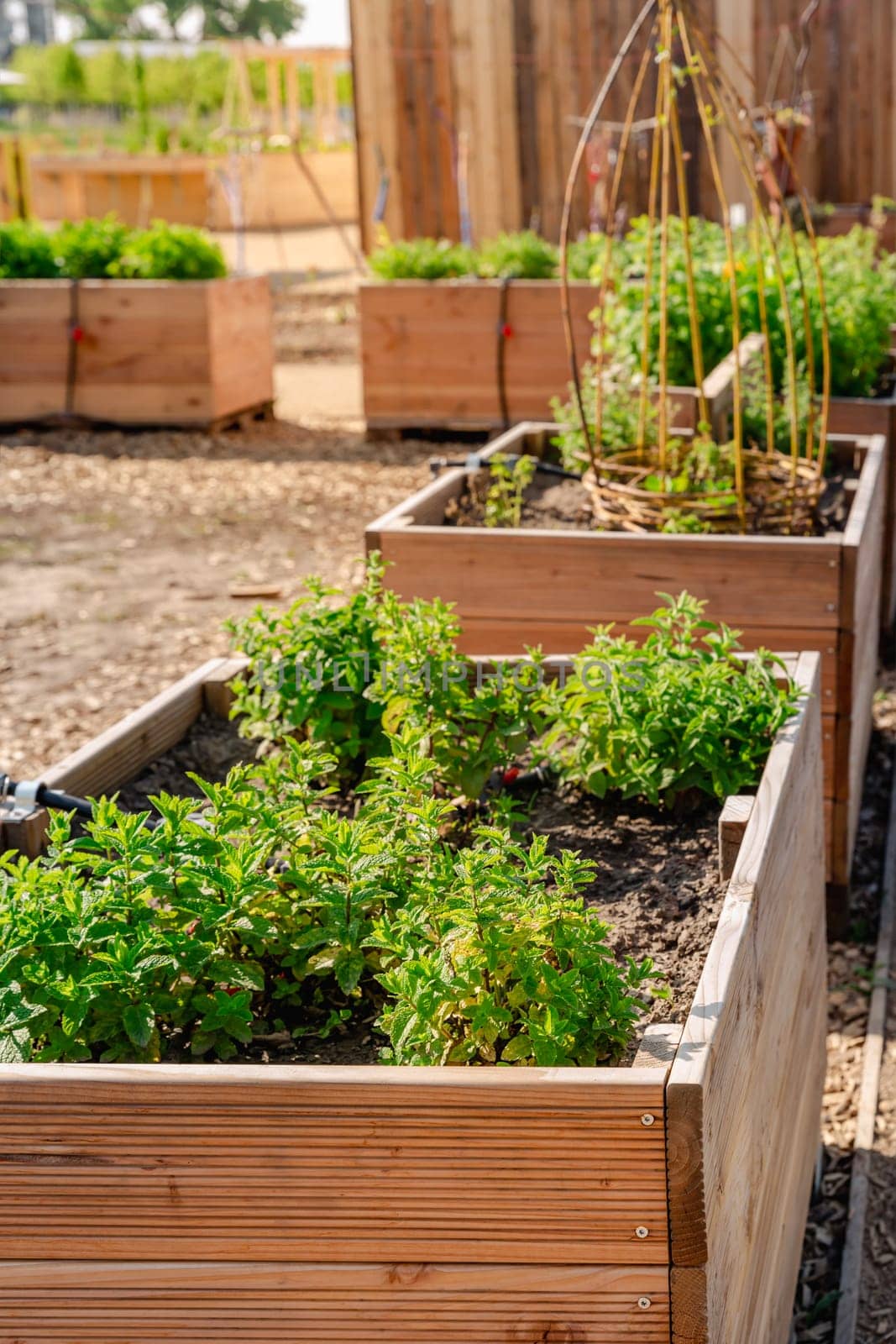Vegetable garden with wooden raised beds for herbs, fruits and vegetables