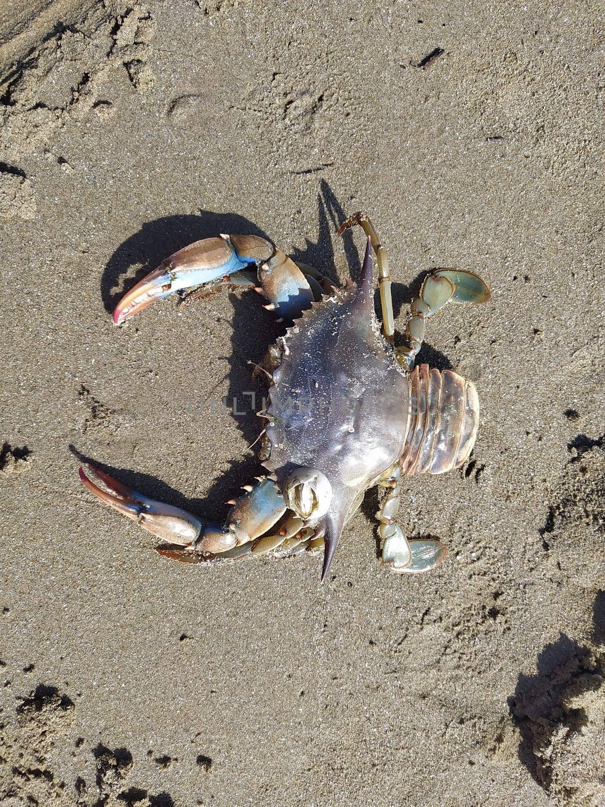 Crab on sand in summer day. Crab on beach in Italy at Sunny day