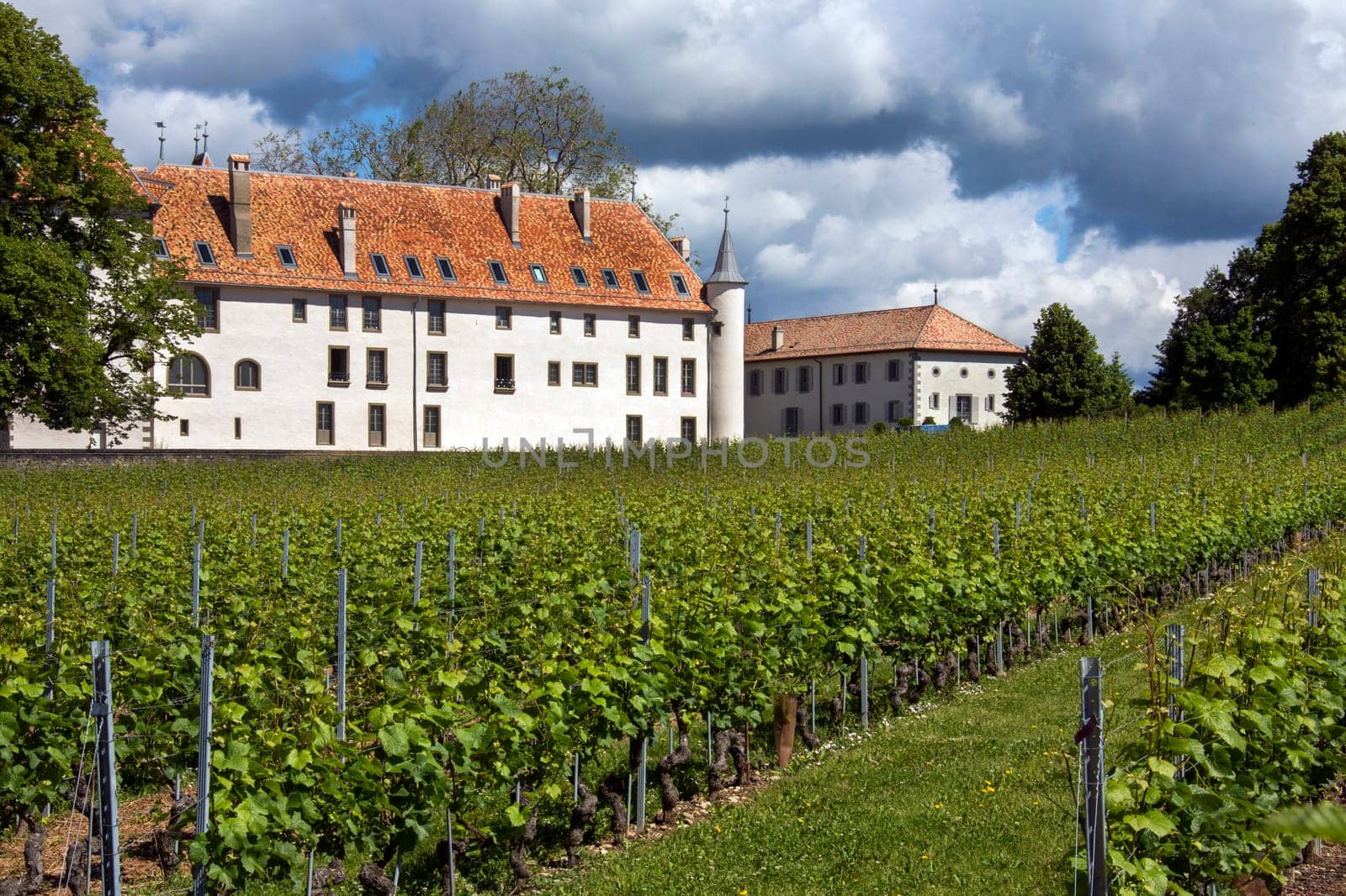 Vineyards near Chateau Allaman in the La Cote wine producing area of Switzerland.