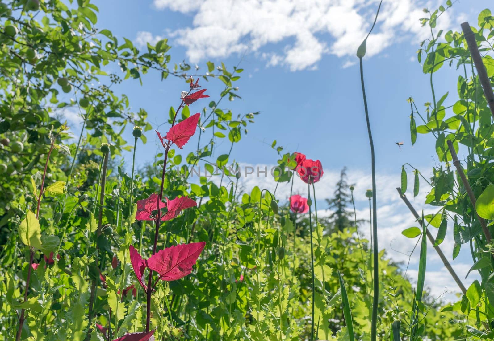 Bottom view of herbs and flowers against a blue sky with white clouds