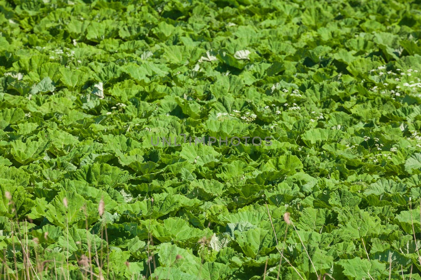 Green cabbage field with fresh cabbage, Lower Saxony, Germany