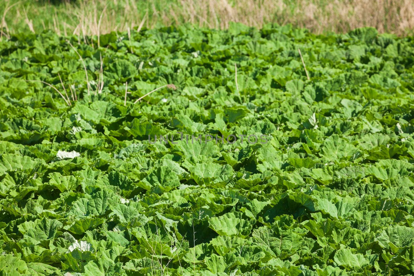 Green cabbage field with fresh cabbage, Lower Saxony, Germany