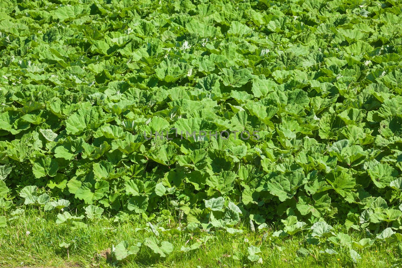 Green cabbage field with fresh cabbage, Lower Saxony, Germany