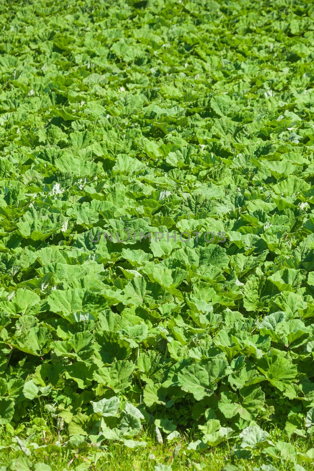 Green cabbage field with fresh cabbage, Lower Saxony, Germany