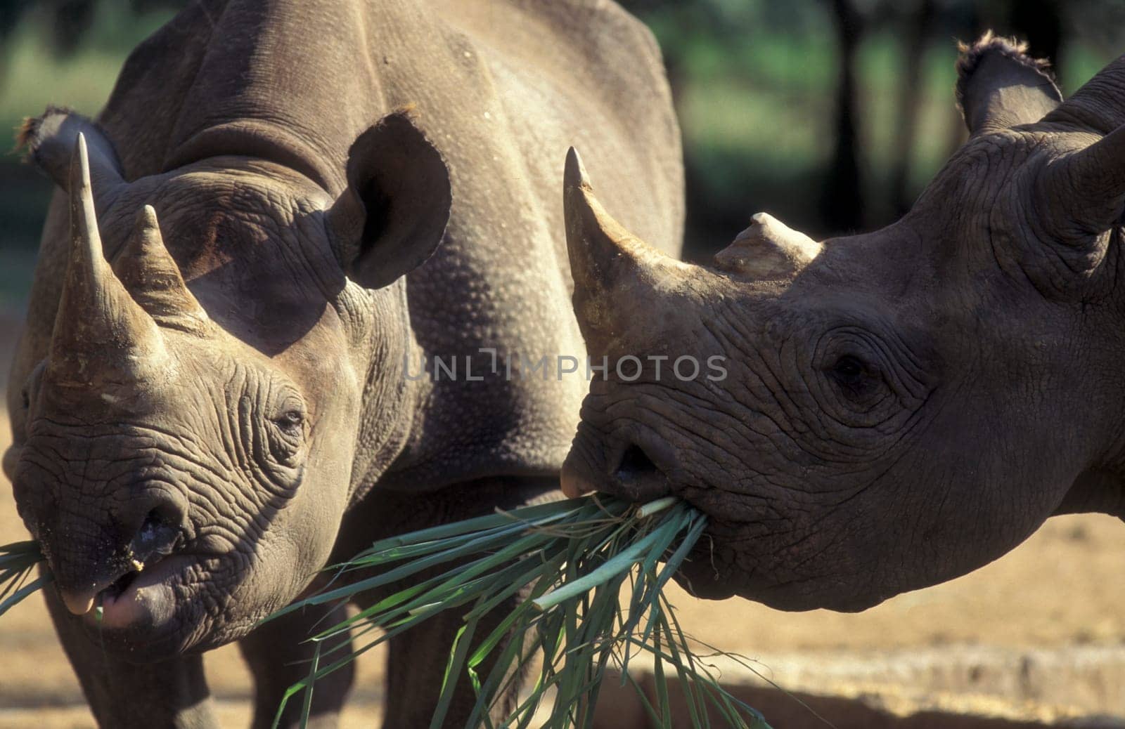 a rhino at the Mysore Zoo in the city of Mysore in the Province of Karnataka in India.  India, Mysore, March, 1998