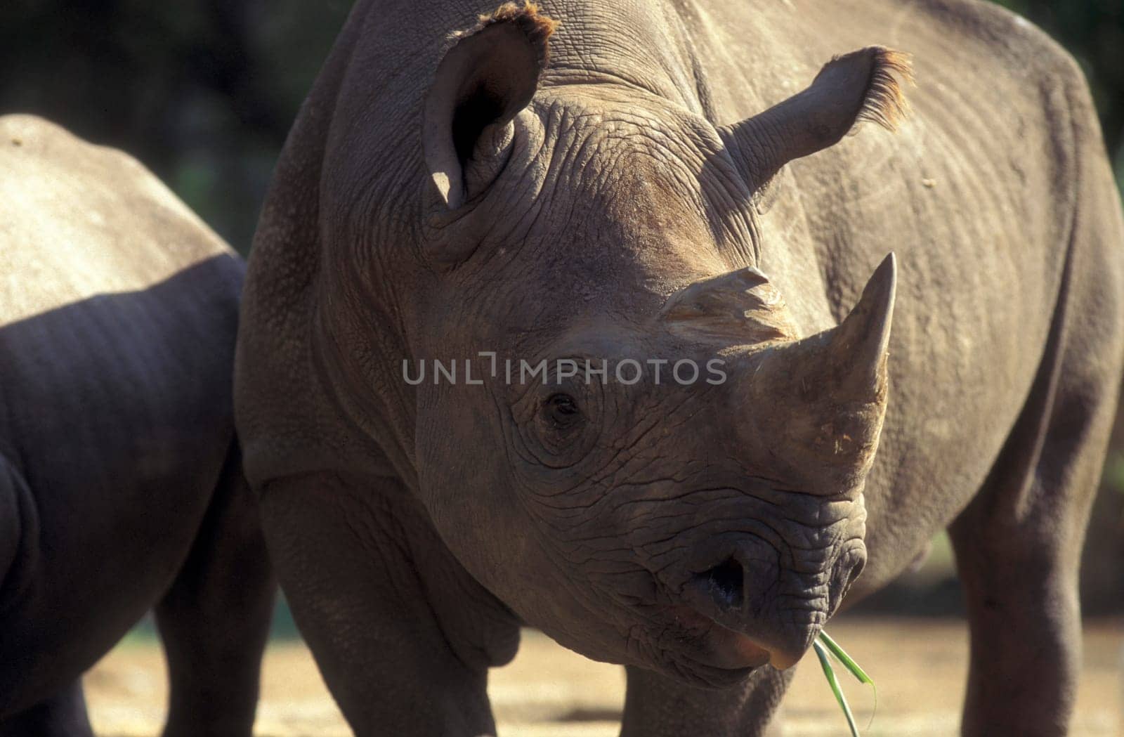 a rhino at the Mysore Zoo in the city of Mysore in the Province of Karnataka in India.  India, Mysore, March, 1998