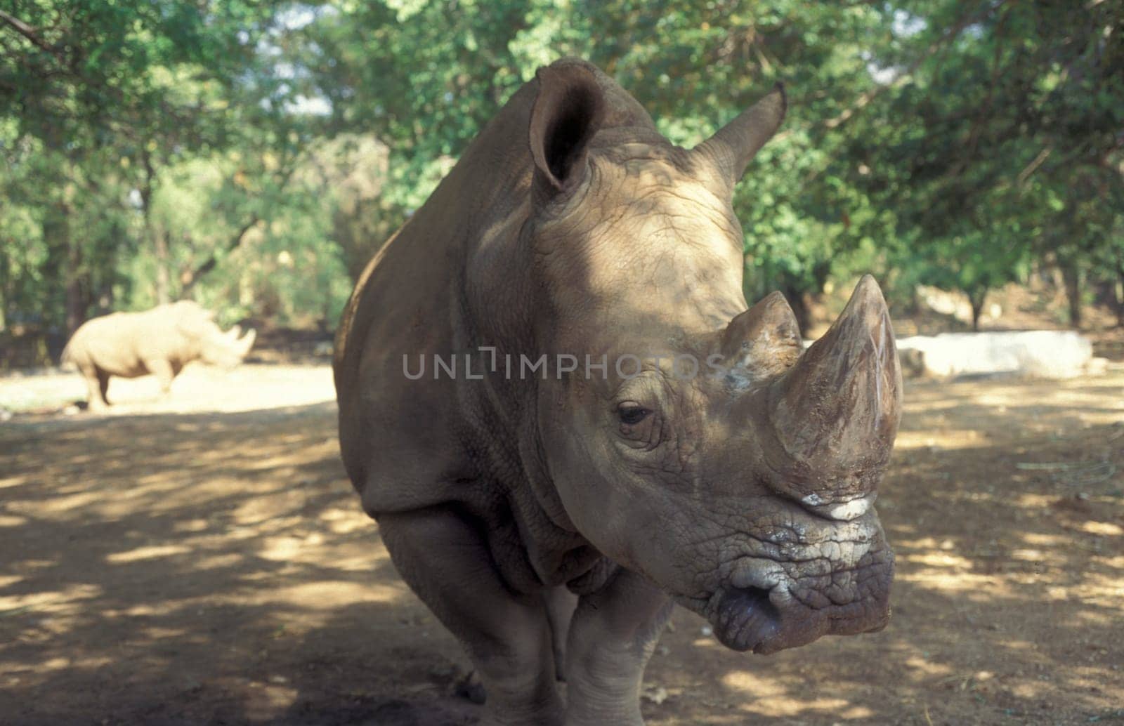a rhino at the Mysore Zoo in the city of Mysore in the Province of Karnataka in India.  India, Mysore, March, 1998