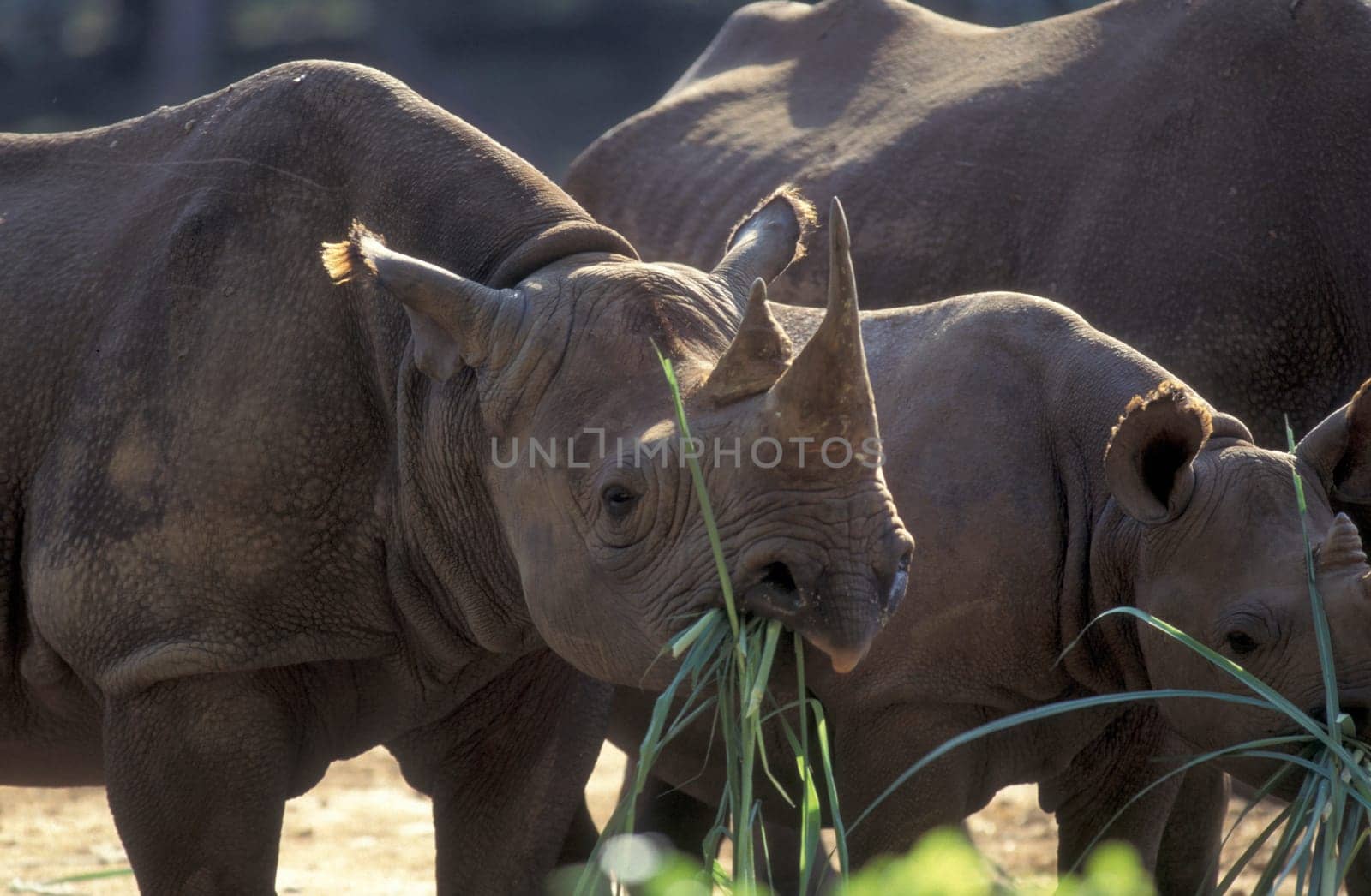 a rhino at the Mysore Zoo in the city of Mysore in the Province of Karnataka in India.  India, Mysore, March, 1998
