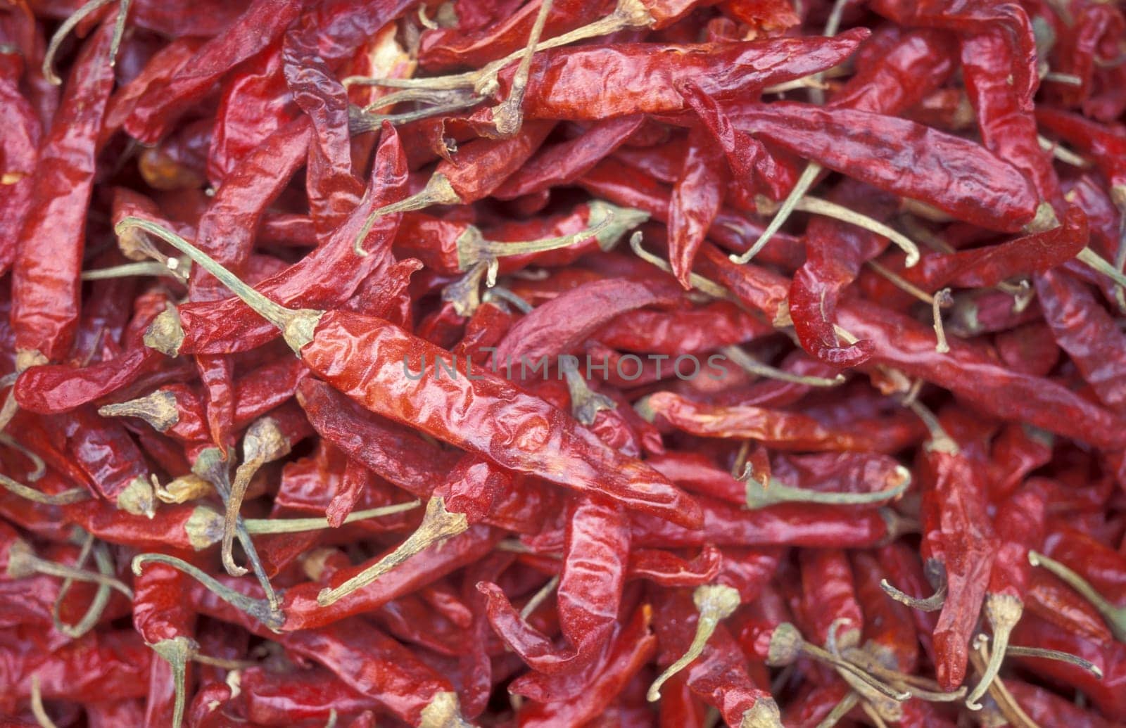 red chili at a food market in the city of Mysore in the Province of Karnataka in India.  India, Mysore, March, 1998