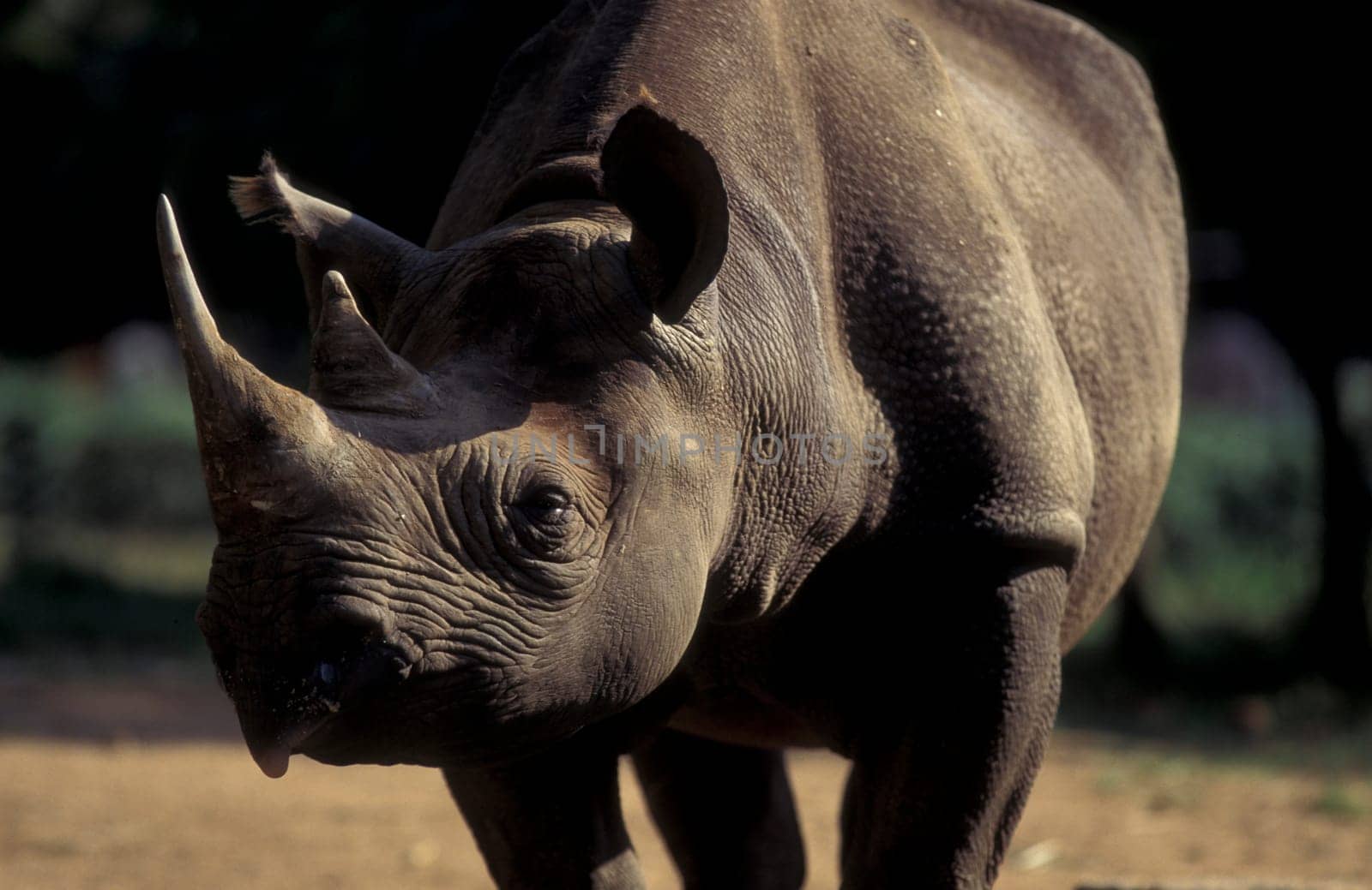 a rhino at the Mysore Zoo in the city of Mysore in the Province of Karnataka in India.  India, Mysore, March, 1998