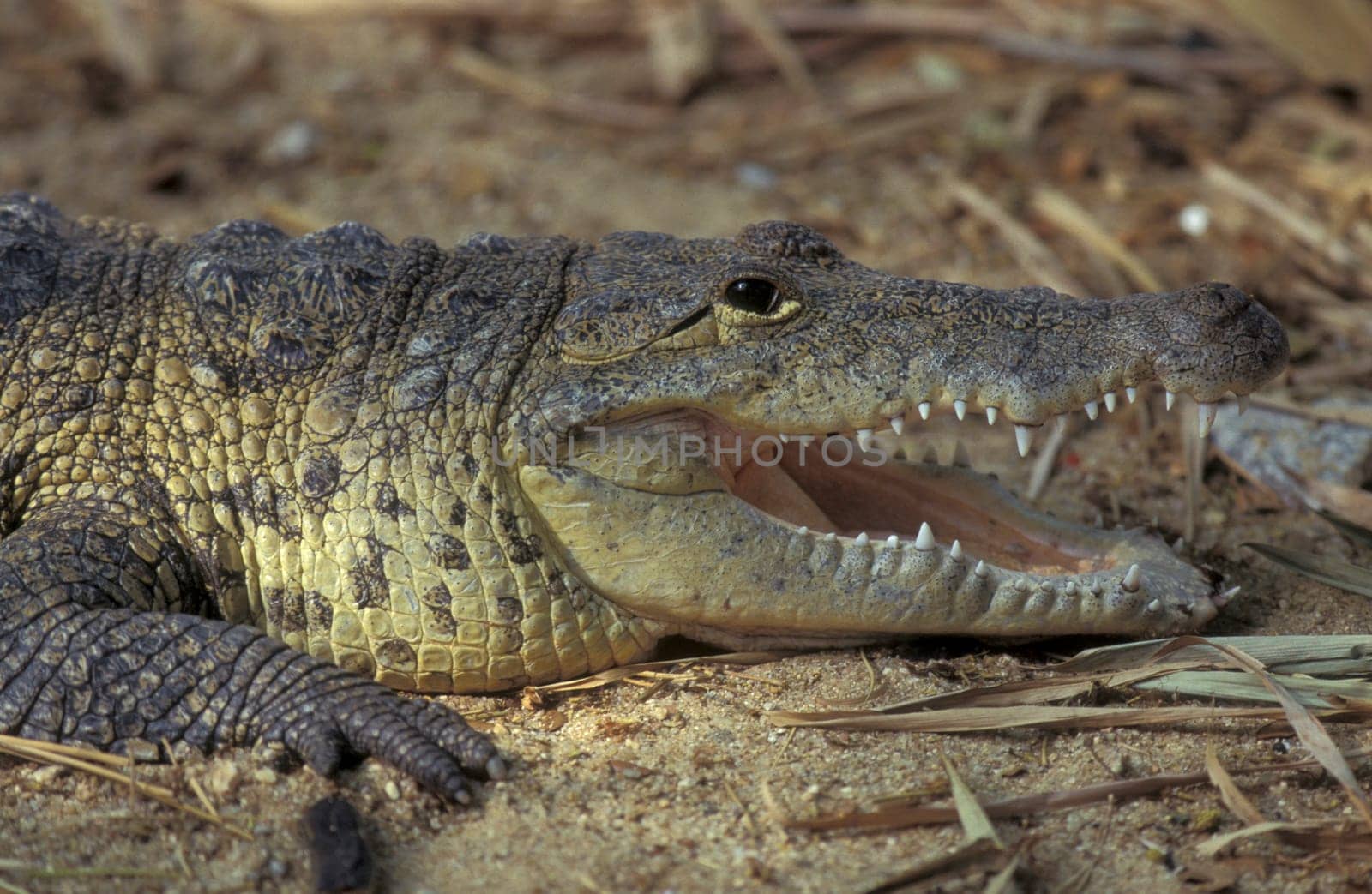 a Indian Crocodile at the Mysore Zoo in the city of Mysore in the Province of Karnataka in India.  India, Mysore, March, 1998