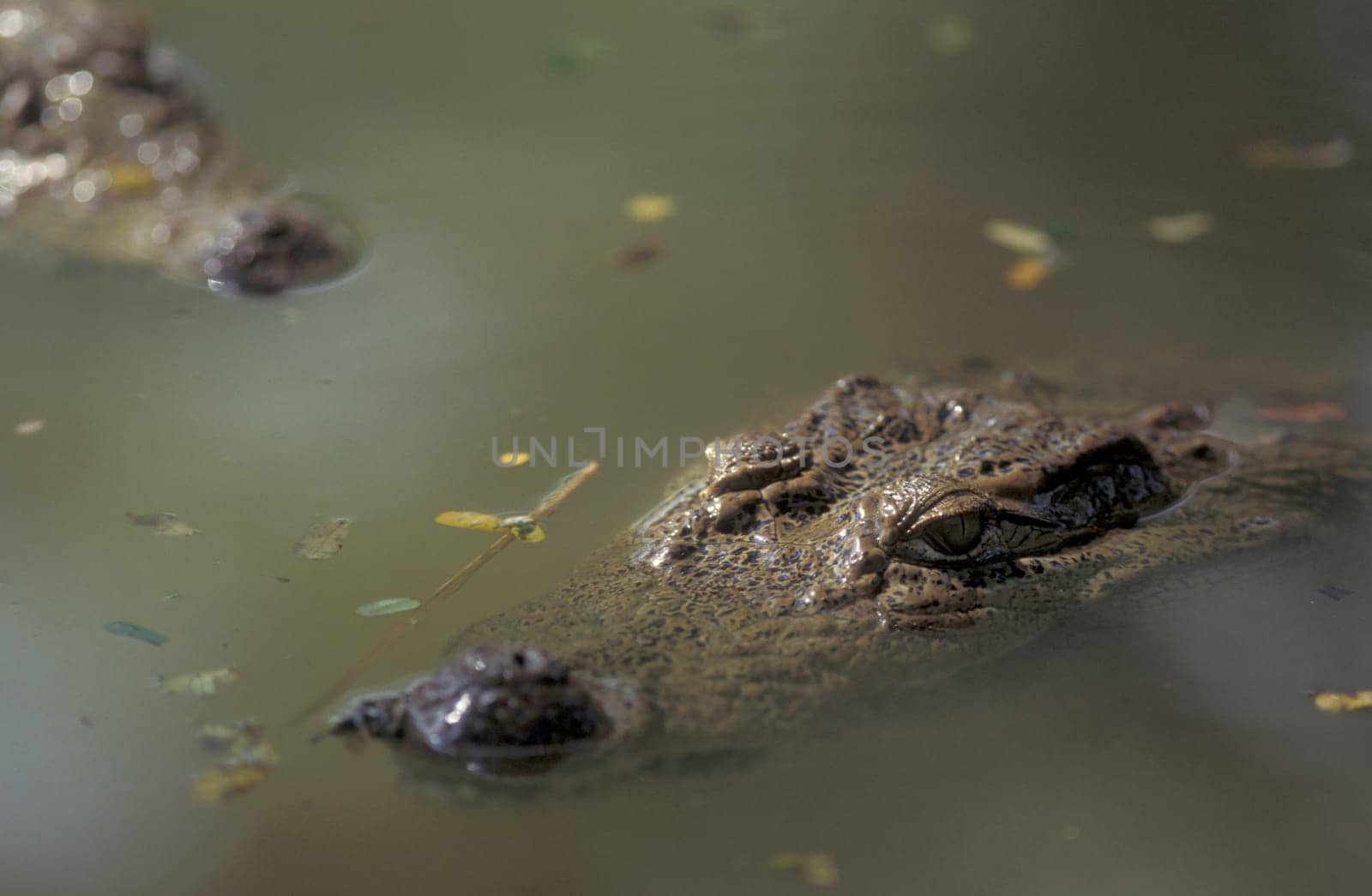 a Indian Crocodile at the Mysore Zoo in the city of Mysore in the Province of Karnataka in India.  India, Mysore, March, 1998
