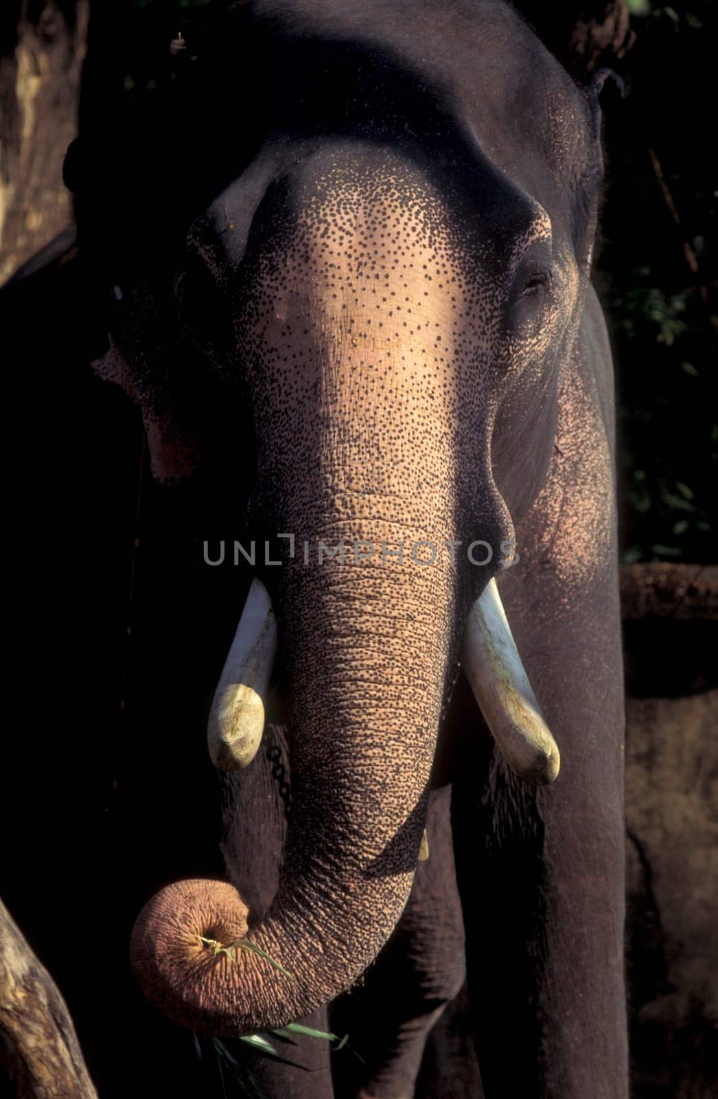a Indian Elephant at the Mysore Zoo in the city of Mysore in the Province of Karnataka in India.  India, Mysore, March, 1998
