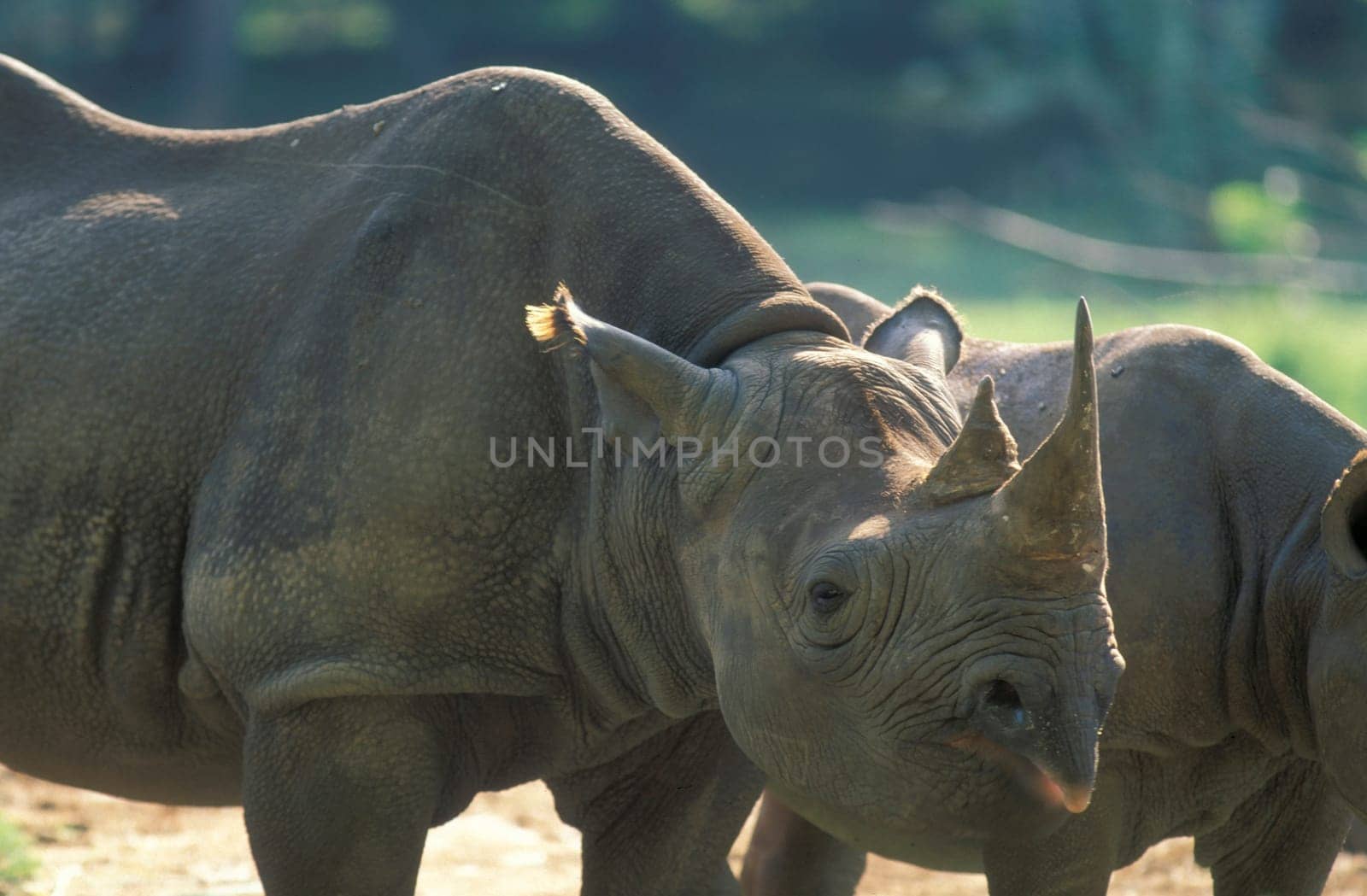 a rhino at the Mysore Zoo in the city of Mysore in the Province of Karnataka in India.  India, Mysore, March, 1998