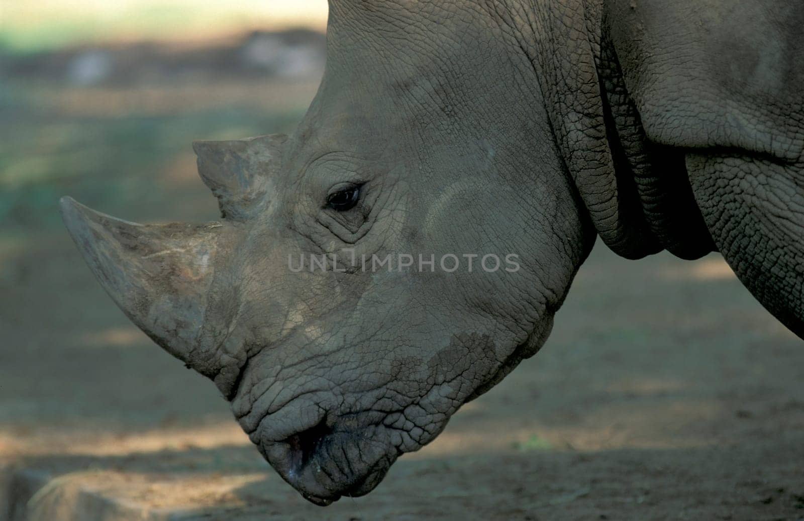 a rhino at the Mysore Zoo in the city of Mysore in the Province of Karnataka in India.  India, Mysore, March, 1998