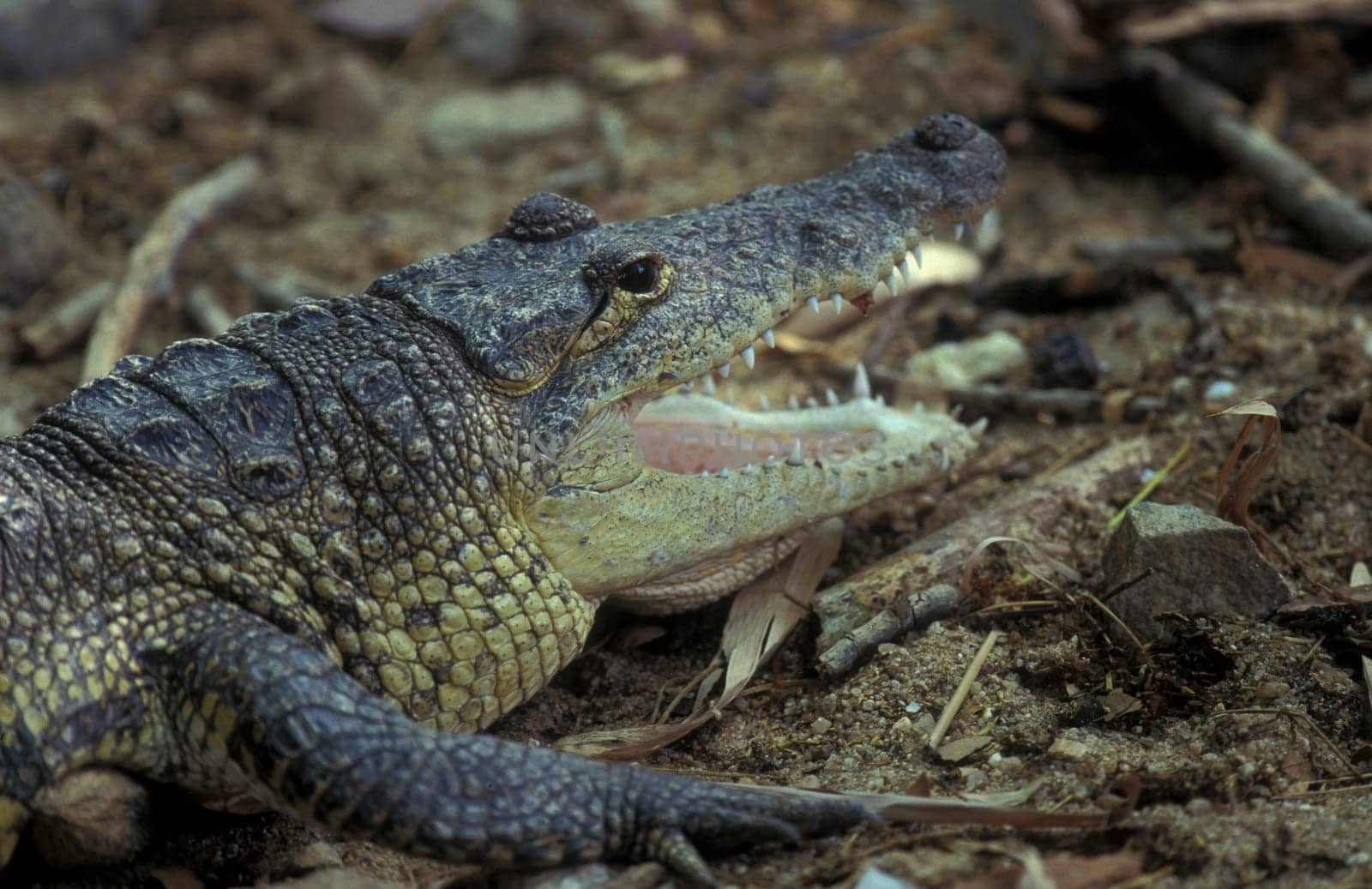 a Indian Crocodile at the Mysore Zoo in the city of Mysore in the Province of Karnataka in India.  India, Mysore, March, 1998