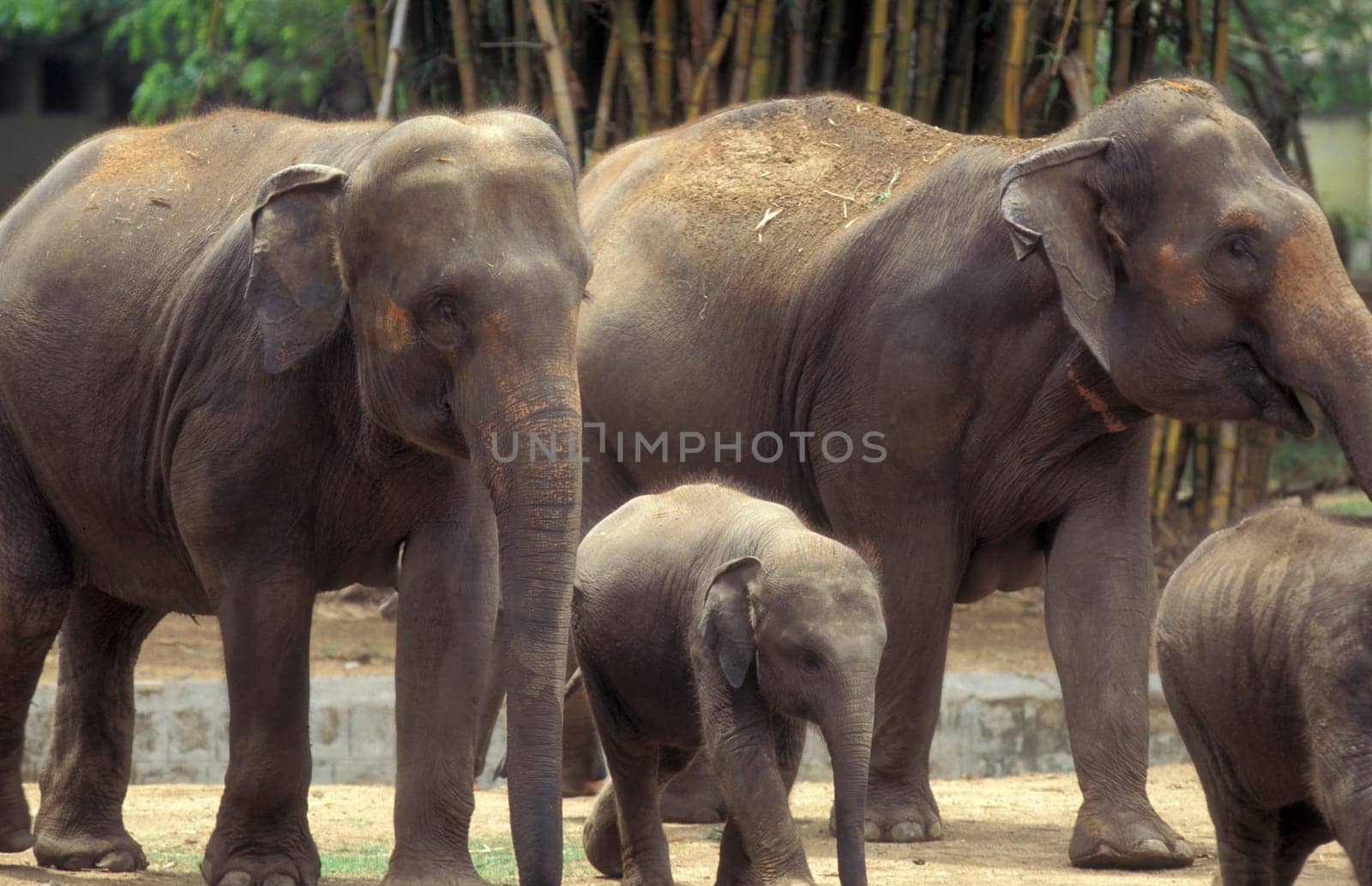 a Indian Elephant at the Mysore Zoo in the city of Mysore in the Province of Karnataka in India.  India, Mysore, March, 1998