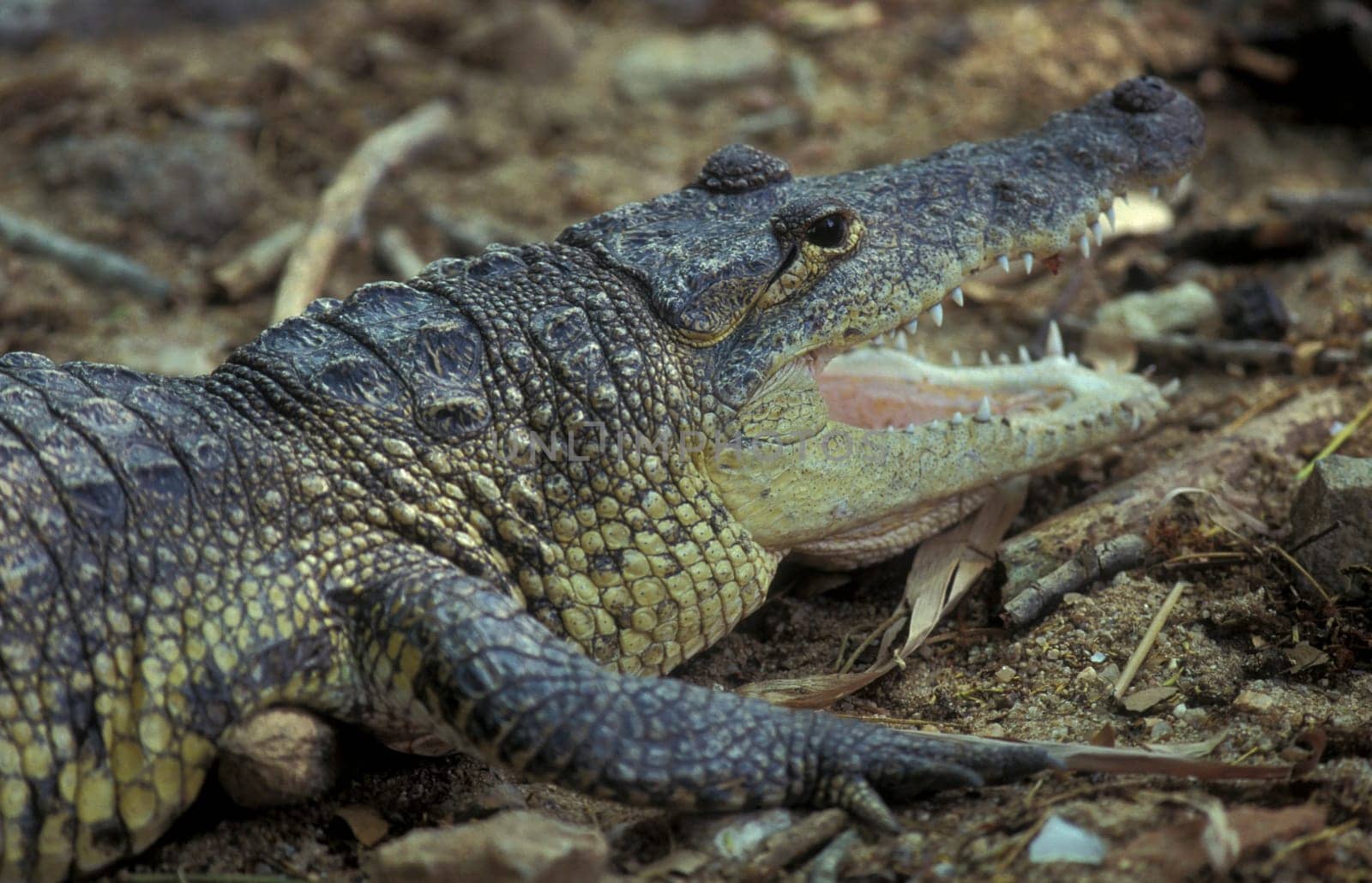 a Indian Crocodile at the Mysore Zoo in the city of Mysore in the Province of Karnataka in India.  India, Mysore, March, 1998