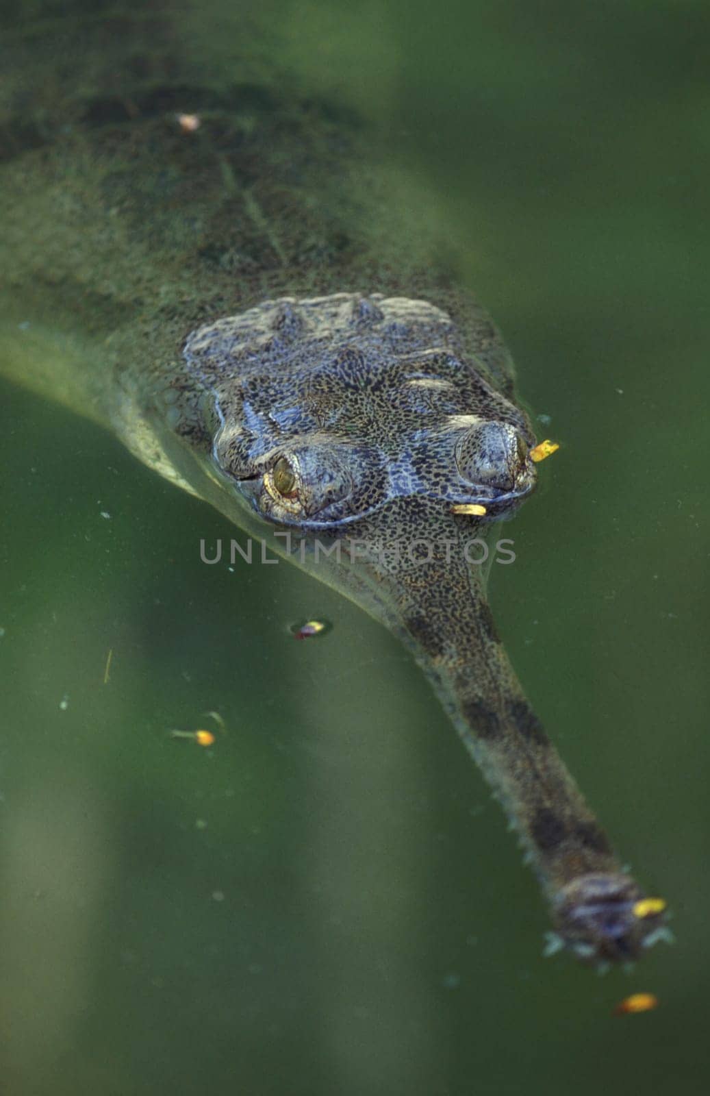a Gangnes Gavial at the Mysore Zoo in the city of Mysore in the Province of Karnataka in India.  India, Mysore, March, 1998