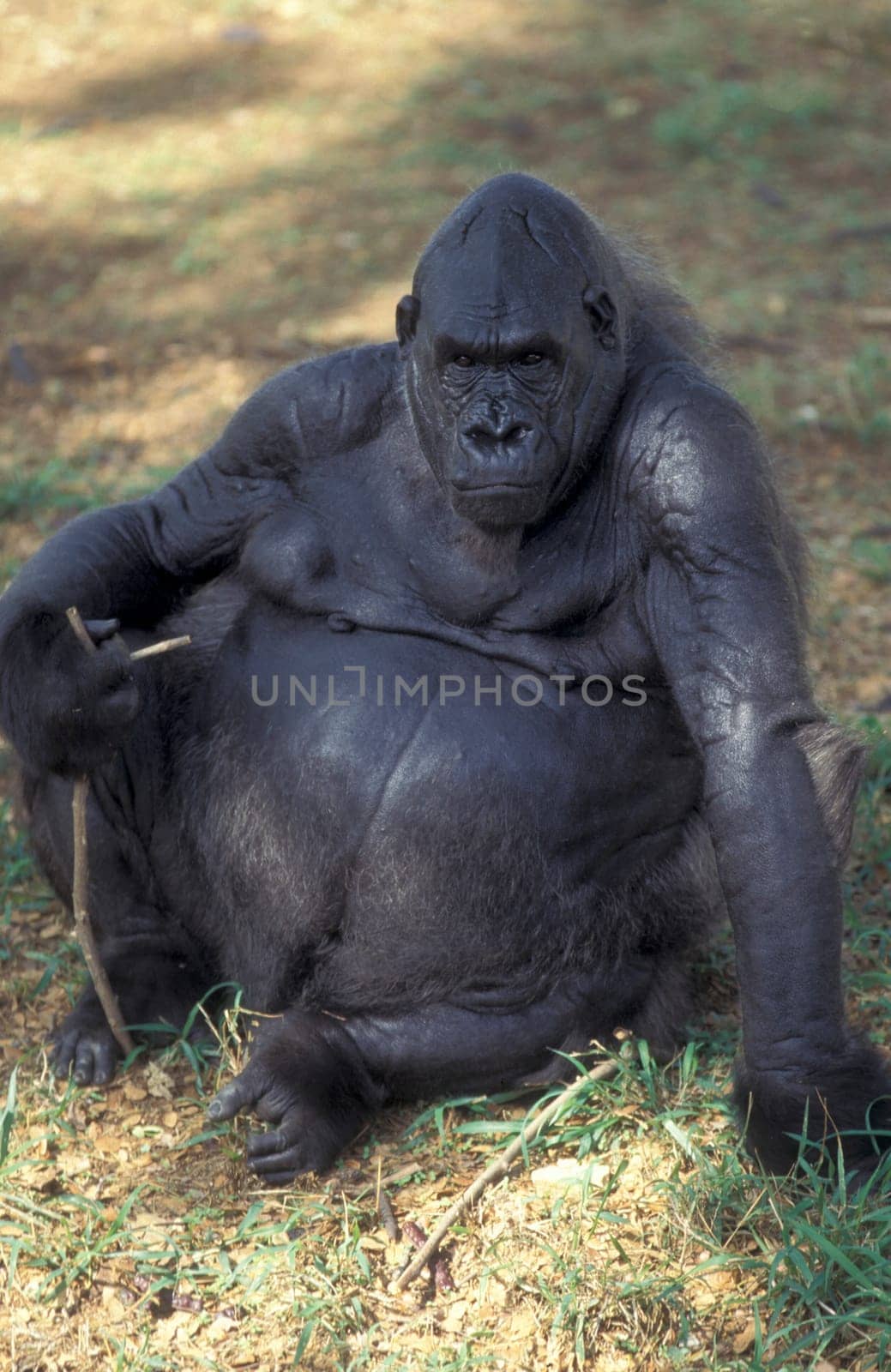 a Gorilla Monkey at the Mysore Zoo in the city of Mysore in the Province of Karnataka in India.  India, Mysore, March, 1998