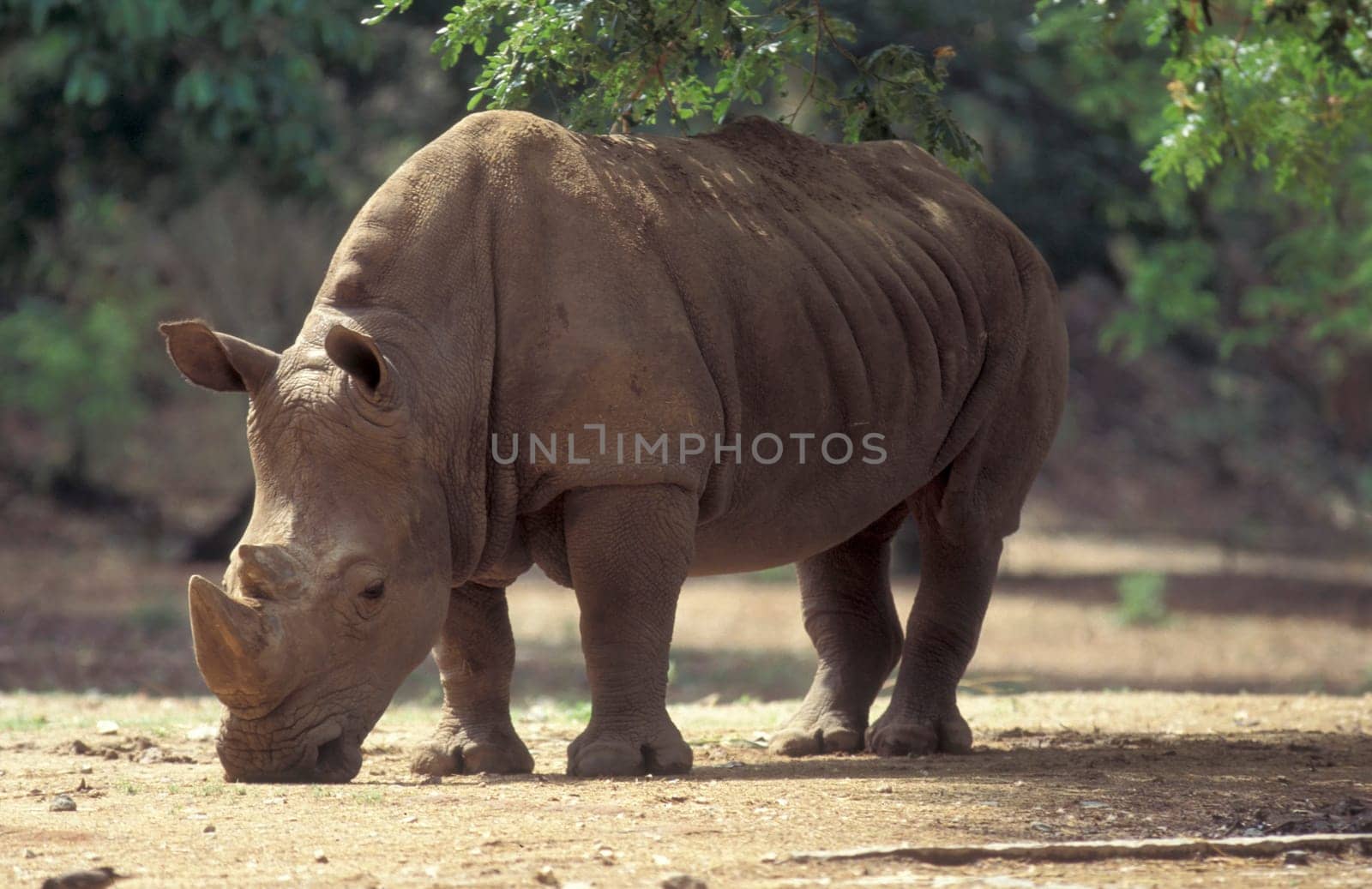 a rhino at the Mysore Zoo in the city of Mysore in the Province of Karnataka in India.  India, Mysore, March, 1998