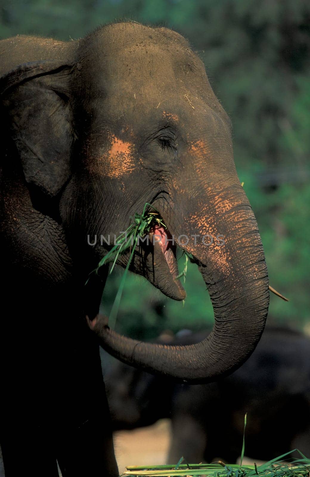 a Indian Elephant at the Mysore Zoo in the city of Mysore in the Province of Karnataka in India.  India, Mysore, March, 1998