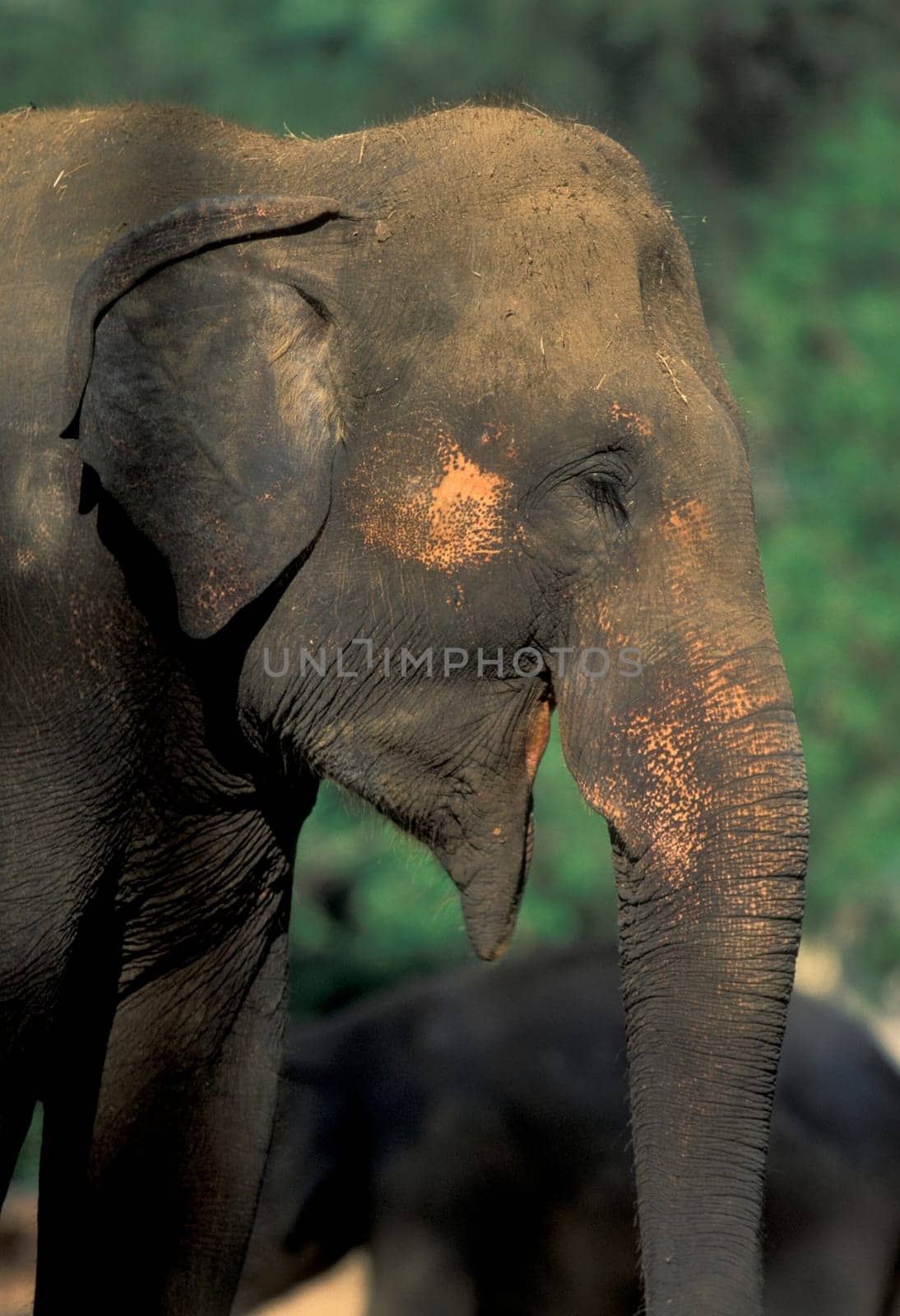 a Indian Elephant at the Mysore Zoo in the city of Mysore in the Province of Karnataka in India.  India, Mysore, March, 1998