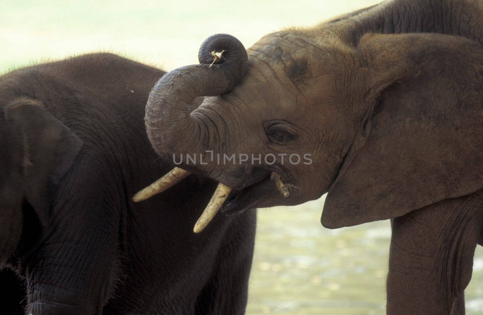 a Indian Elephant at the Mysore Zoo in the city of Mysore in the Province of Karnataka in India.  India, Mysore, March, 1998