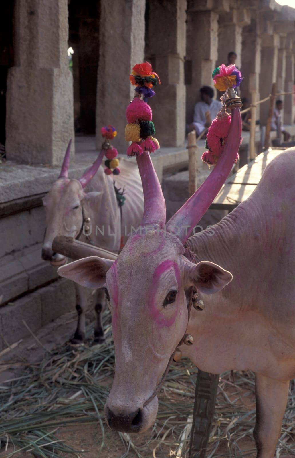 a Holi cow at a Hindu Temple Festival at the Virupaksha Temple in the town of Hampi in the Province of Karnataka in India.  India, Karnataka, March, 1998