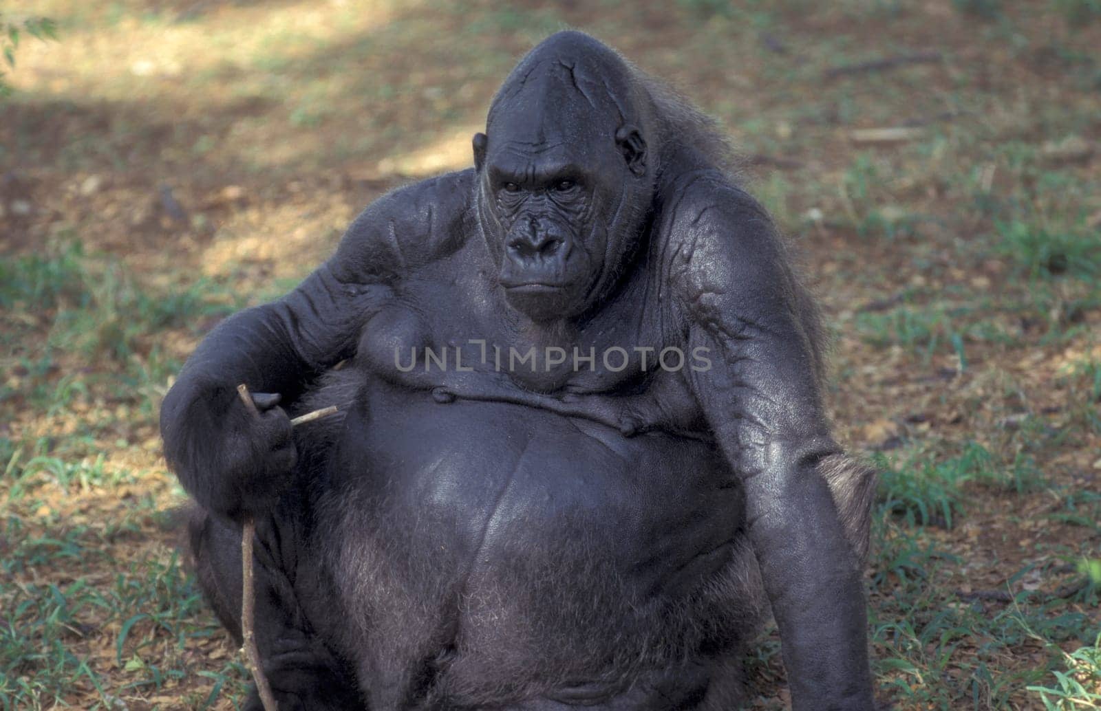 a Gorilla Monkey at the Mysore Zoo in the city of Mysore in the Province of Karnataka in India.  India, Mysore, March, 1998