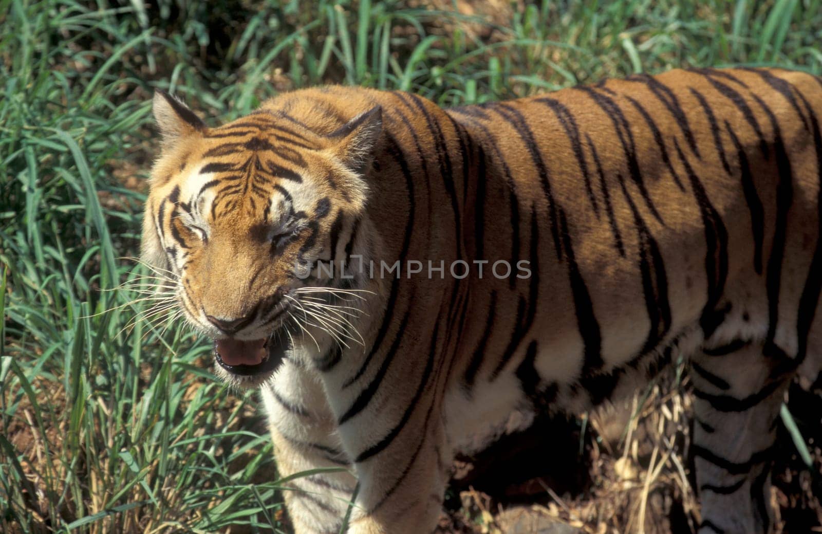 a Bengal Tiger at the Mysore Zoo in the city of Mysore in the Province of Karnataka in India.  India, Mysore, March, 1998
