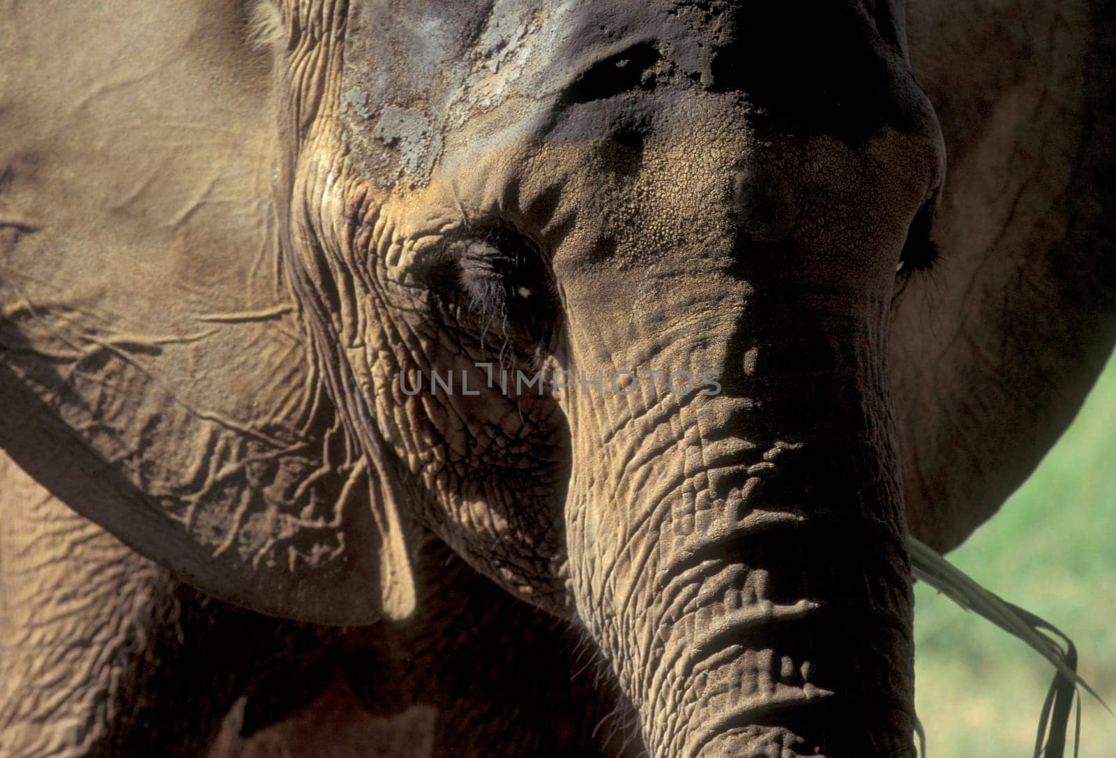 a Indian Elephant at the Mysore Zoo in the city of Mysore in the Province of Karnataka in India.  India, Mysore, March, 1998
