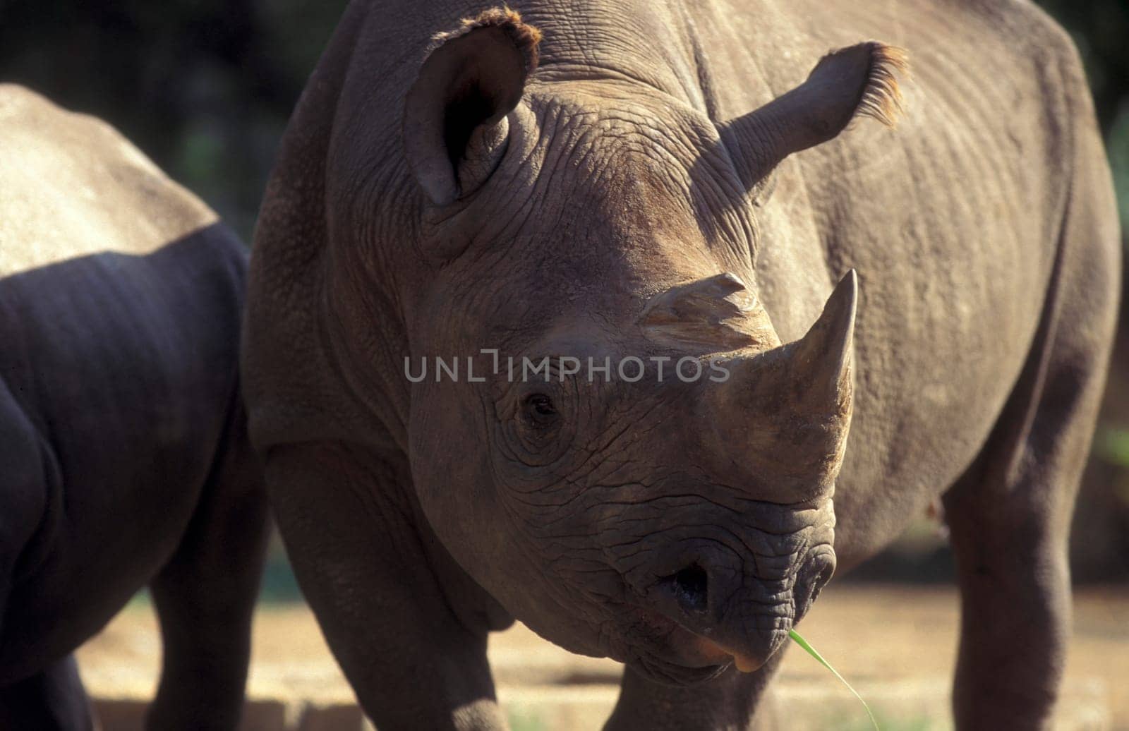 a rhino at the Mysore Zoo in the city of Mysore in the Province of Karnataka in India.  India, Mysore, March, 1998