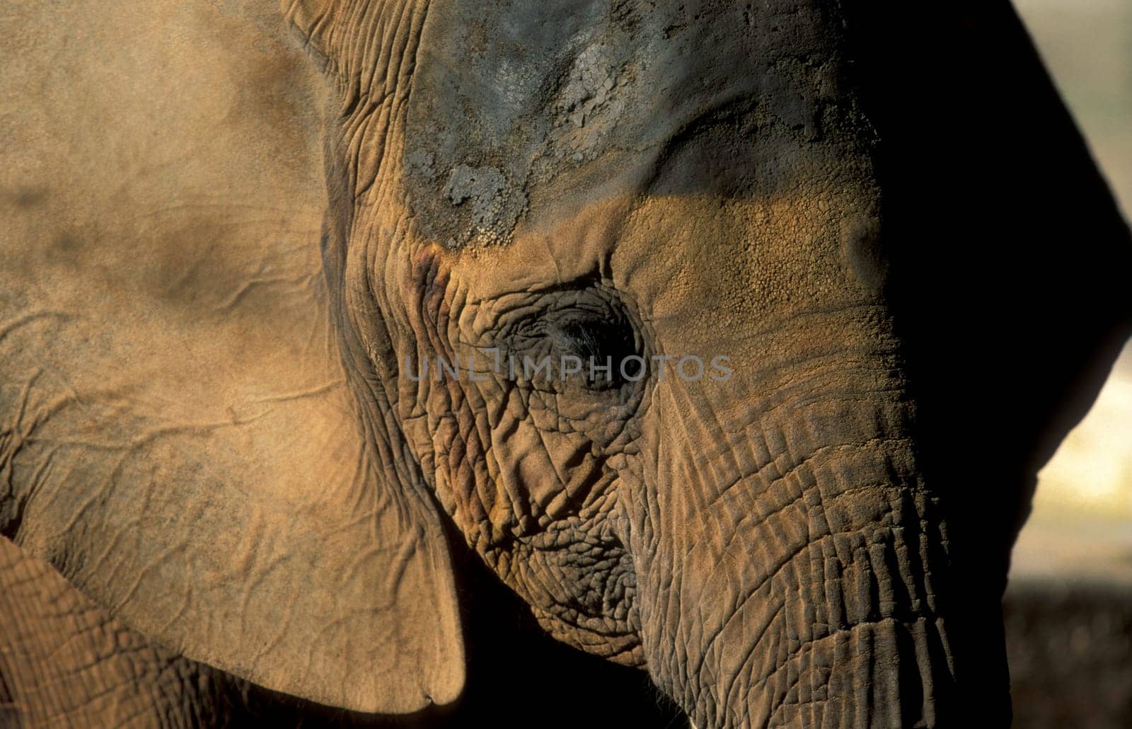a Indian Elephant at the Mysore Zoo in the city of Mysore in the Province of Karnataka in India.  India, Mysore, March, 1998