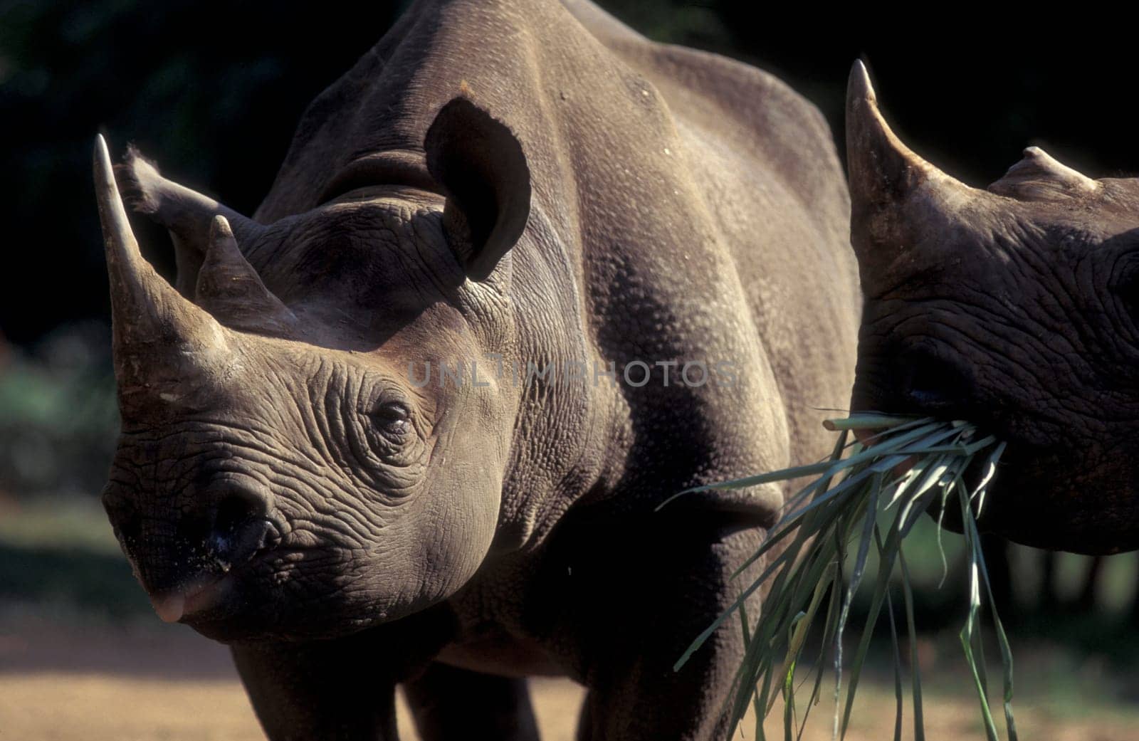 a rhino at the Mysore Zoo in the city of Mysore in the Province of Karnataka in India.  India, Mysore, March, 1998